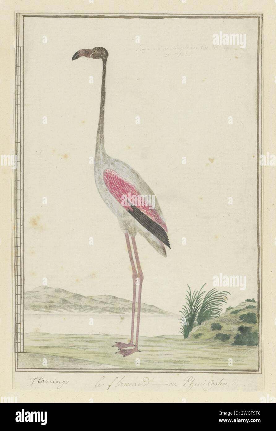 Phoenicopterus ruber roseus (Greater flamingo), 1777 - 1786 Drawing Bird study: Large flamingo (phoenicopterus ruber); con scala. carta. inchiostro. acquerello (vernice). matita. gesso/pennello per uccelli da spiaggia e uccelli da guado: fenicottero Foto Stock Phoenicopterus ruber roseus (Greater flamingo), 1777 - 1786 Drawing Bird study: Large flamingo (phoenicopterus ruber); con scala. carta. inchiostro. acquerello (vernice). matita. gesso/pennello per uccelli da spiaggia e uccelli da guado: fenicottero Foto Stock