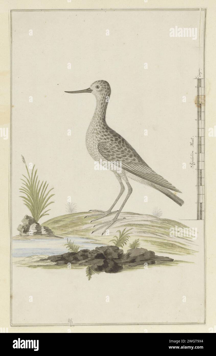 Tringa nebularia (Common greenshank), 1777 - 1786 Drawing Bird study: Groenpootruiter (Tringa Nebularia); con scala in Rijnlandse Maat. carta. inchiostro. matita. gesso. penna/pennello per acquerello Foto Stock Tringa nebularia (Common greenshank), 1777 - 1786 Drawing Bird study: Groenpootruiter (Tringa Nebularia); con scala in Rijnlandse Maat. carta. inchiostro. matita. gesso. penna/pennello per acquerello Foto Stock