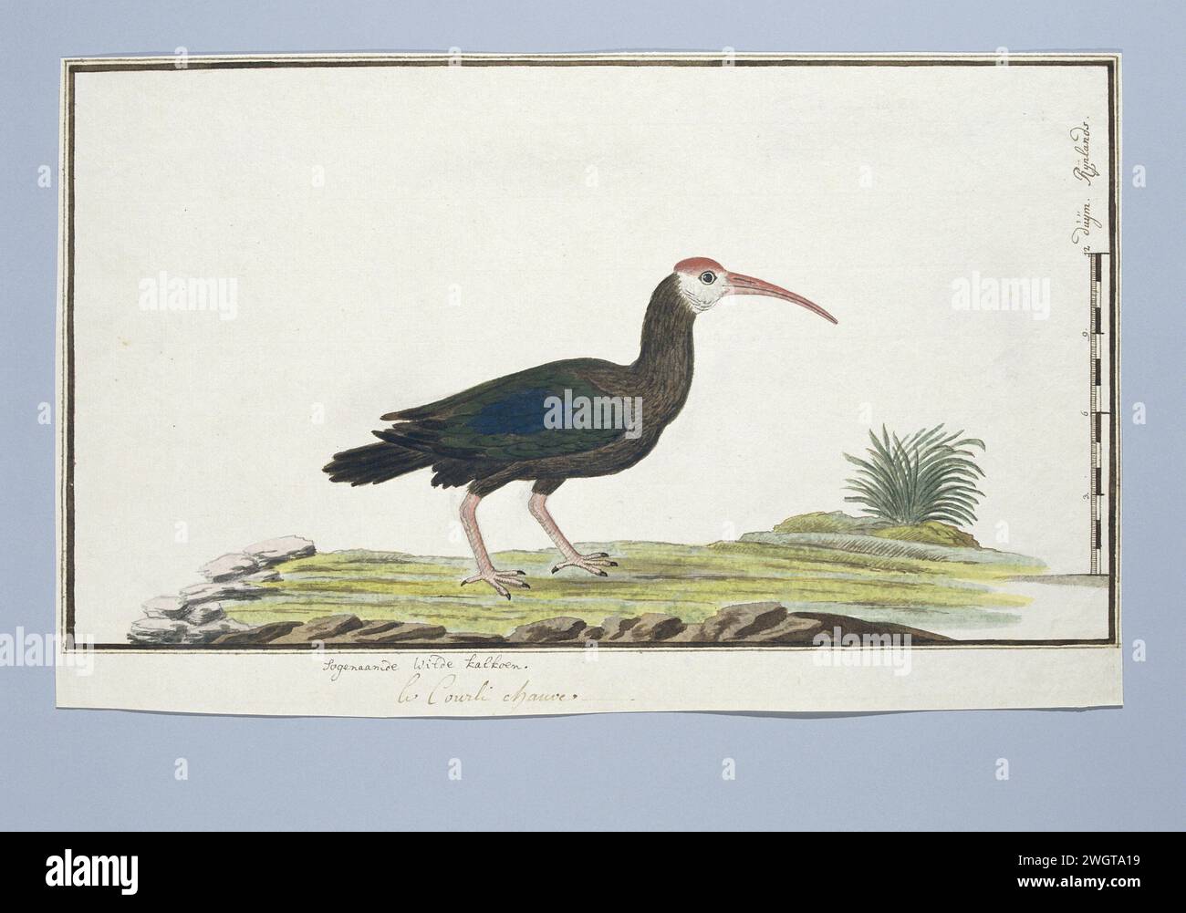 Geronticus Bald (Southern Bald ibis), c. 1778 Drawing Bird study: Gladnekibis (Gerontician Calvus); con scala in Rijnlandse Maat. carta. vernice del ponte. inchiostro. acquerello (vernice). penna a matita/pennello, camminatore e uccellini: tacchino Foto Stock Geronticus Bald (Southern Bald ibis), c. 1778 Drawing Bird study: Gladnekibis (Gerontician Calvus); con scala in Rijnlandse Maat. carta. vernice del ponte. inchiostro. acquerello (vernice). penna a matita/pennello, camminatore e uccellini: tacchino Foto Stock
