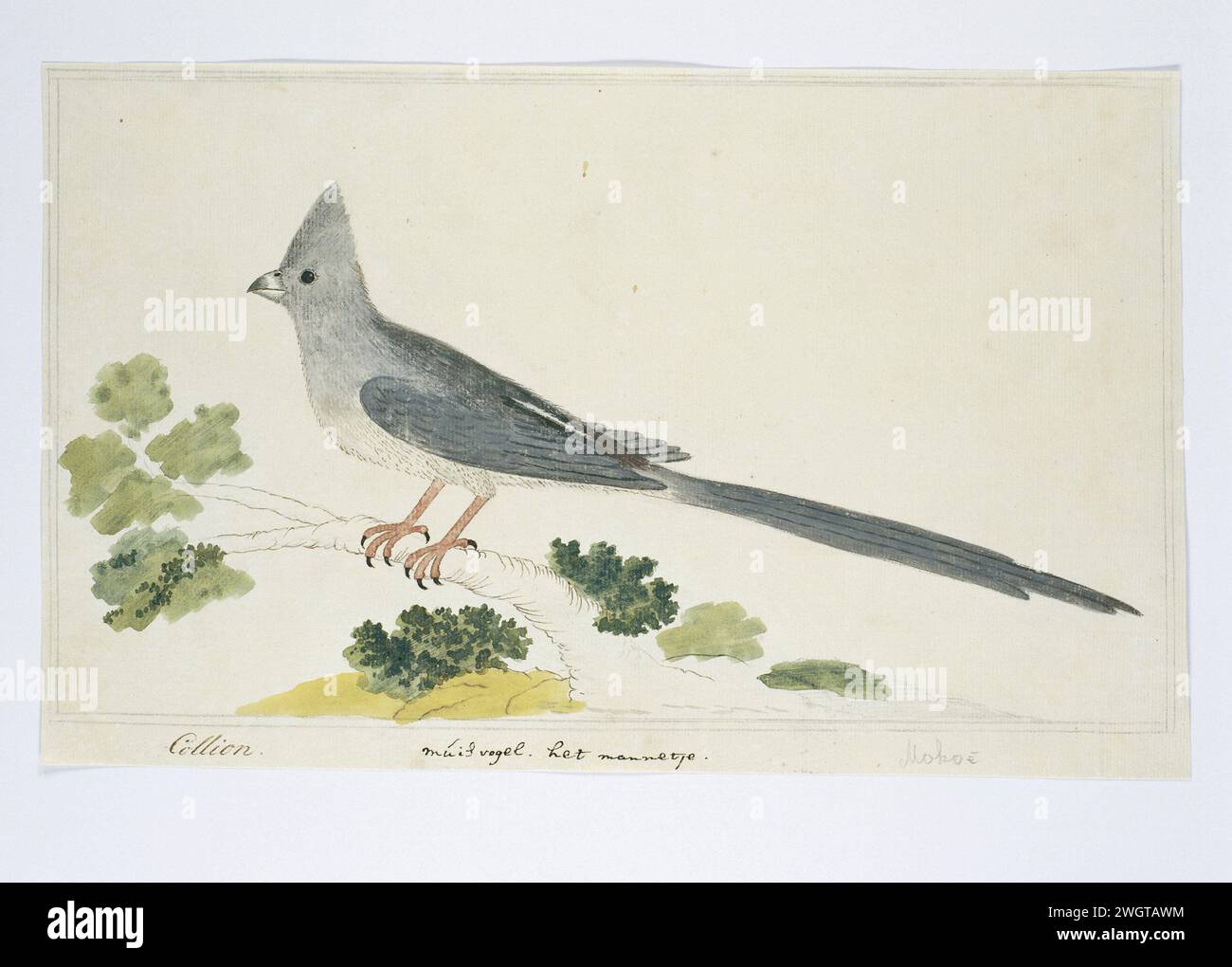 Colius colius? (Mousebird con fondo bianco), 1777 - 1786 Drawing Bird study: Witkruismuisvogel (Colius Colius); The Little man. carta. inchiostro. matita. gesso. penna/pennello per acquerello Foto Stock Colius colius? (Mousebird con fondo bianco), 1777 - 1786 Drawing Bird study: Witkruismuisvogel (Colius Colius); The Little man. carta. inchiostro. matita. gesso. penna/pennello per acquerello Foto Stock