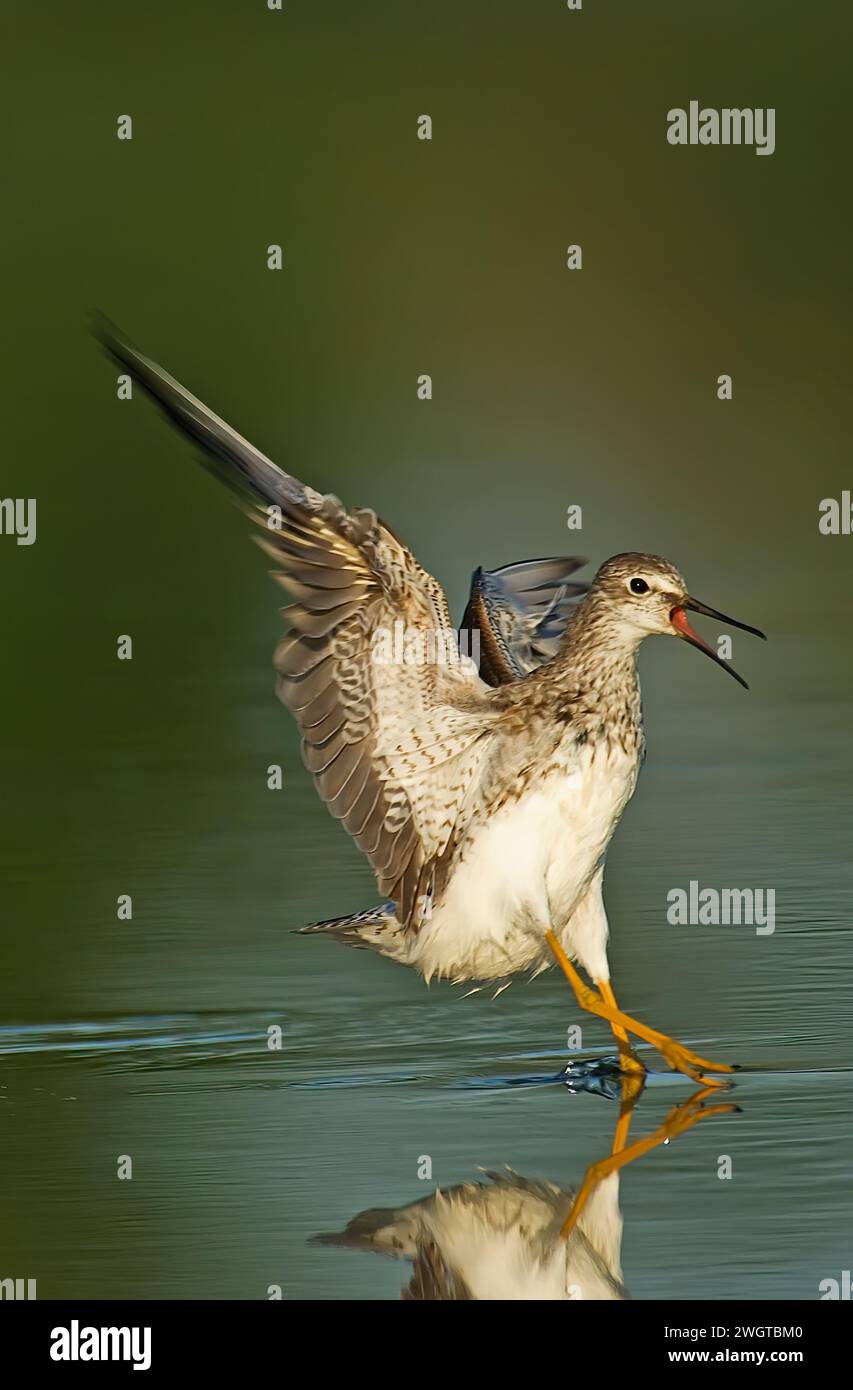 Zampe gialle minori. Tringa flavipes. Jamaica Bay, Gateway, NRA. Zampe gialle minori con ali rialzate e vocalizzazione mentre atterra sullo stagno Foto Stock