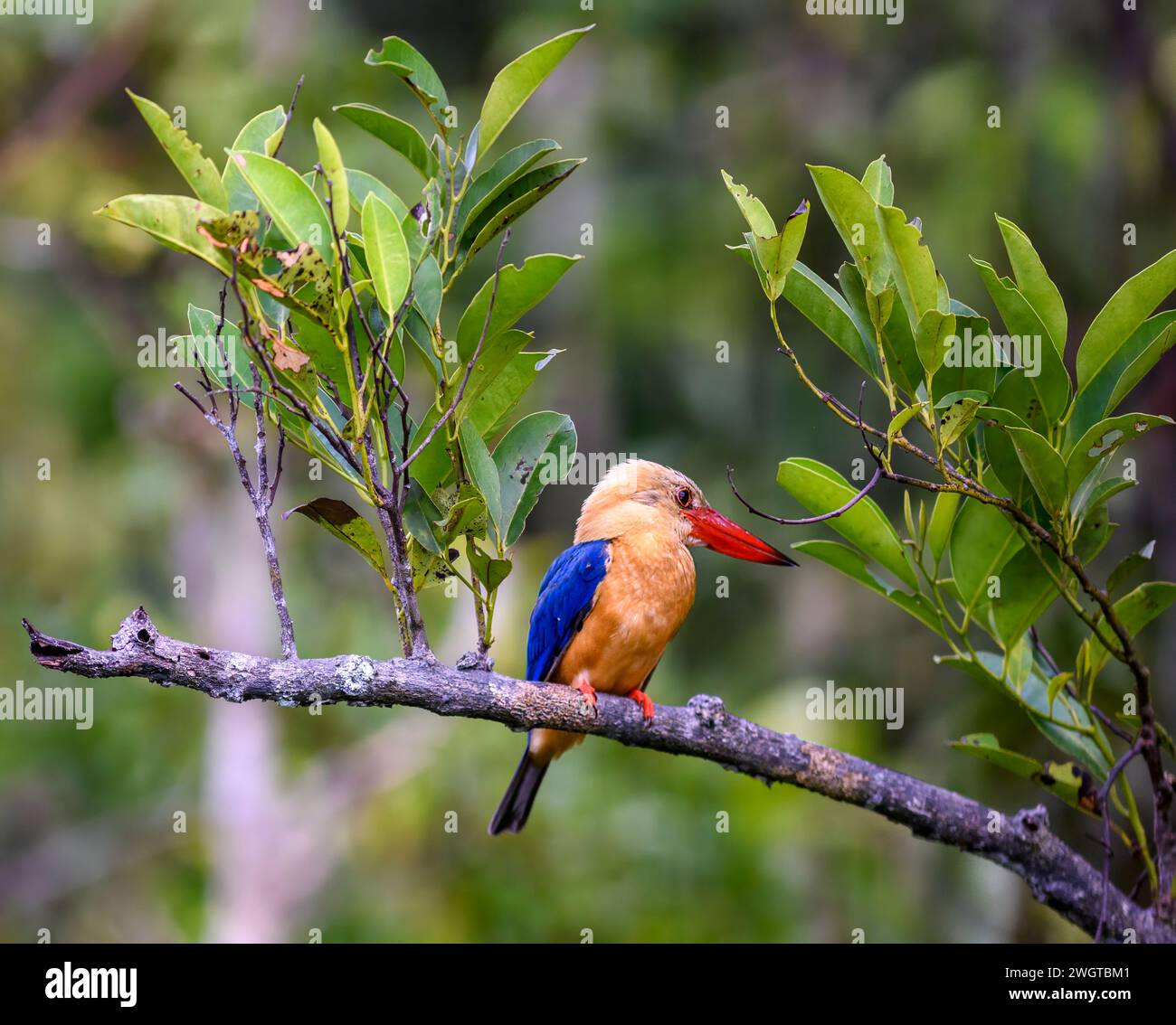 Kingfisher a becco d'oca (Pelargopsis capensis) dal Parco nazionale di Tanjong Puting, Kalimantan, Borneop, Indonesia. Foto Stock