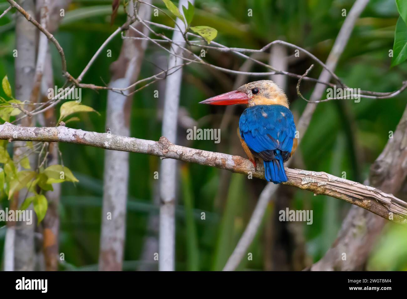 Kingfisher a becco d'oca (Pelargopsis capensis) dal Parco nazionale di Tanjong Puting, Kalimantan, Borneop, Indonesia. Foto Stock
