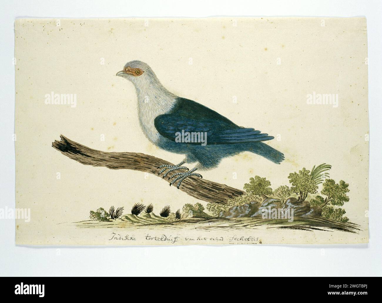 Tartaruga indiana delle Seychelles, in o dopo il 1776 - 1780 circa Drawing Bird study: Lovebird indiano delle Seychelles. È un piccione blu (Alectoenas), probabilmente un piccione blu Seychel (Alectreenas Pulcherrimus). Sconosciuto nell'Africa meridionale. carta. vernice del ponte. inchiostro. matita. gesso. penna/pennello per acquerello Foto Stock Tartaruga indiana delle Seychelles, in o dopo il 1776 - 1780 circa Drawing Bird study: Lovebird indiano delle Seychelles. È un piccione blu (Alectoenas), probabilmente un piccione blu Seychel (Alectreenas Pulcherrimus). Sconosciuto nell'Africa meridionale. carta. vernice del ponte. inchiostro. matita. gesso. penna/pennello per acquerello Foto Stock