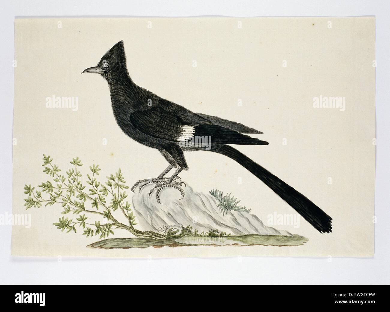 Clamator jacobinus (Jacobin cuckoo), 1777 - 1786 Drawing Bird study: New Year's Bird (Clamator Jacobinus). carta. vernice del ponte. inchiostro. matita. gesso. penna/pennello per acquerello Foto Stock Clamator jacobinus (Jacobin cuckoo), 1777 - 1786 Drawing Bird study: New Year's Bird (Clamator Jacobinus). carta. vernice del ponte. inchiostro. matita. gesso. penna/pennello per acquerello Foto Stock
