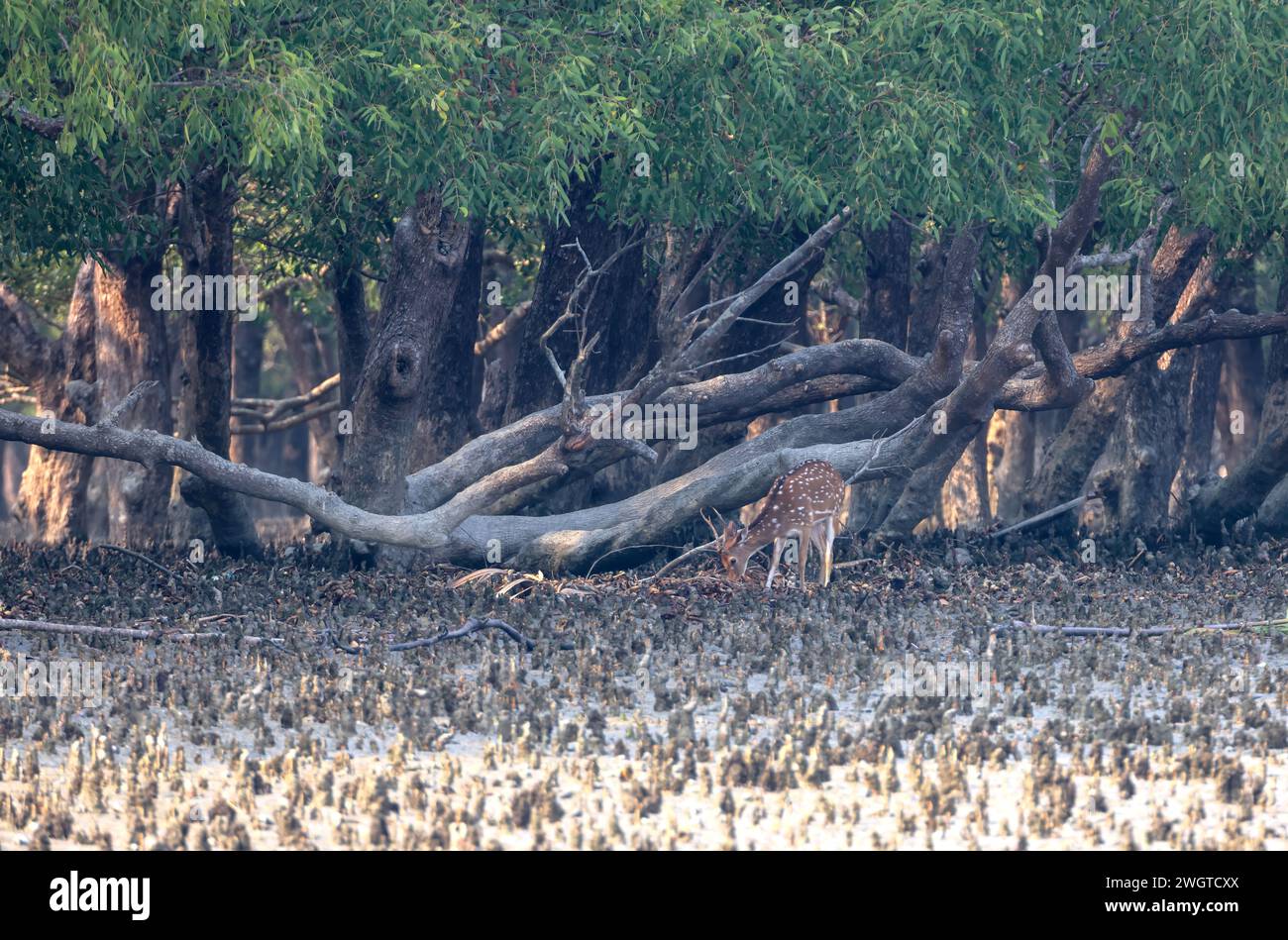 Il cervo chital o chetale o cervo dell'asse è una specie di cervo originaria del subcontinente indiano. Questa foto è stata scattata dal Bangladesh. Foto Stock