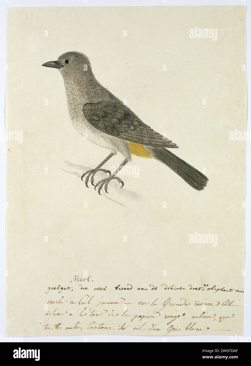 Pycnonotus capensis (Cape bulbul), 1777 - 1786 disegno studio degli uccelli: Capo Buulbuul (Pycnonotus Capensis); vivere nelle vicinanze dei grandi fiumi (fiume degli elefanti). carta. inchiostro. acquerello (vernice). matita. pennello/pennello con gesso Foto Stock Pycnonotus capensis (Cape bulbul), 1777 - 1786 disegno studio degli uccelli: Capo Buulbuul (Pycnonotus Capensis); vivere nelle vicinanze dei grandi fiumi (fiume degli elefanti). carta. inchiostro. acquerello (vernice). matita. pennello/pennello con gesso Foto Stock