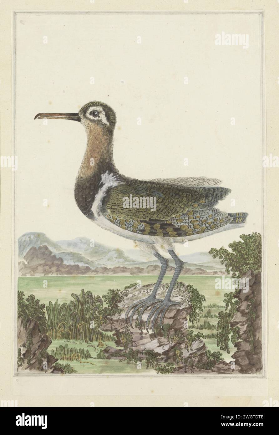 Rostratula benghalensis (maggiore snipe dipinta), 1777 - 1786 Drawing Bird study: Goldsnip (Rostratula Benghalensis) in un paesaggio dettagliato. carta. vernice del ponte. inchiostro. matita. gesso. penna/pennello per acquerello Foto Stock Rostratula benghalensis (maggiore snipe dipinta), 1777 - 1786 Drawing Bird study: Goldsnip (Rostratula Benghalensis) in un paesaggio dettagliato. carta. vernice del ponte. inchiostro. matita. gesso. penna/pennello per acquerello Foto Stock