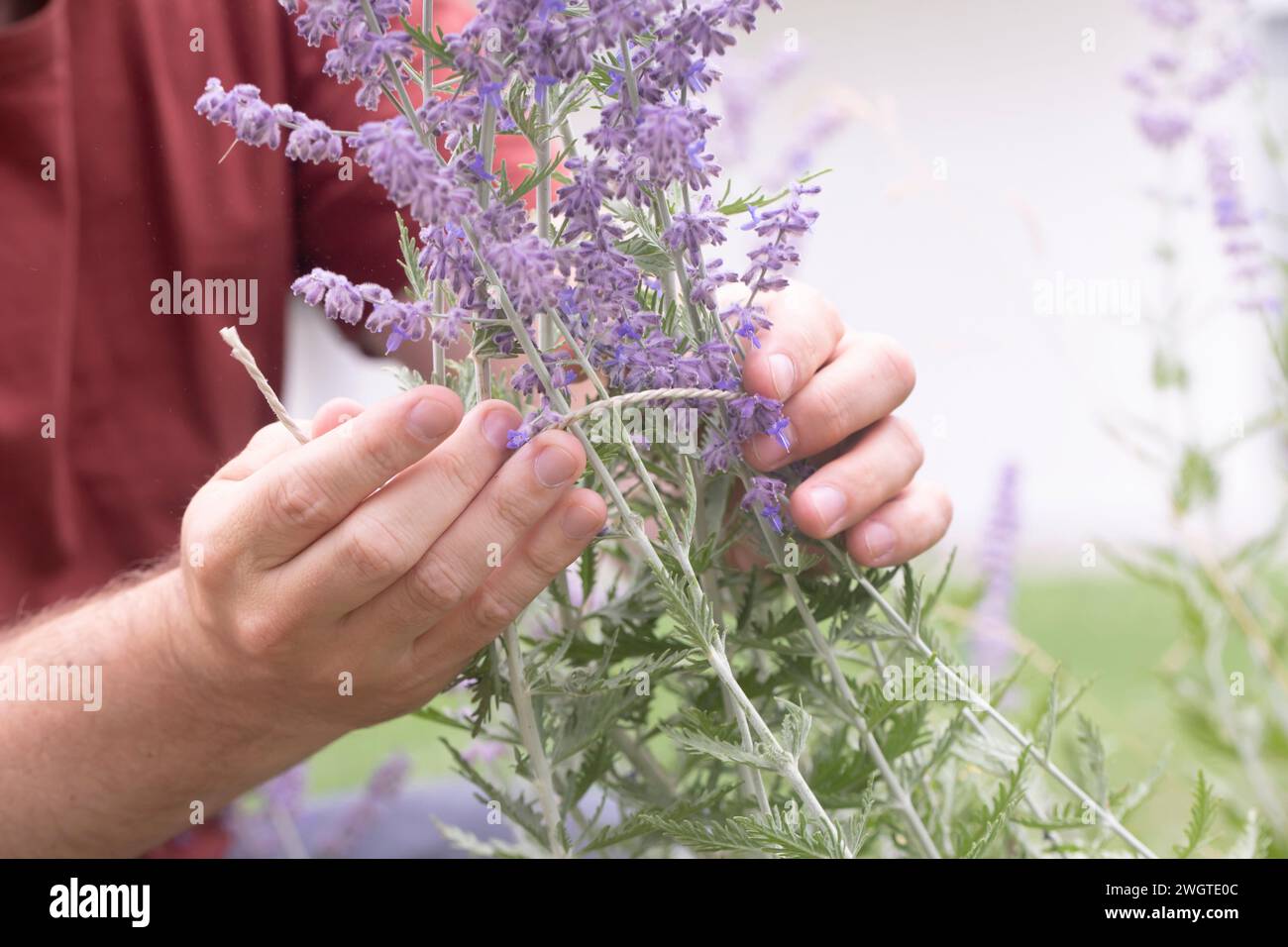 le mani di un uomo legano un arbusto nel giardino Foto Stock