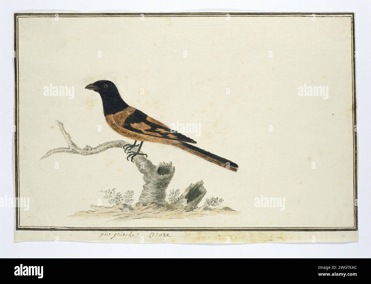 Laniarnus atrococcineus (Crimson-Breasted shrike), 1777 - 1786 Drawing Bird studies: Birmano robin claw killer (pericrocotus flammeus). carta. inchiostro. acquerello (vernice). matita. pennello/pennello con gesso Foto Stock Laniarnus atrococcineus (Crimson-Breasted shrike), 1777 - 1786 Drawing Bird studies: Birmano robin claw killer (pericrocotus flammeus). carta. inchiostro. acquerello (vernice). matita. pennello/pennello con gesso Foto Stock