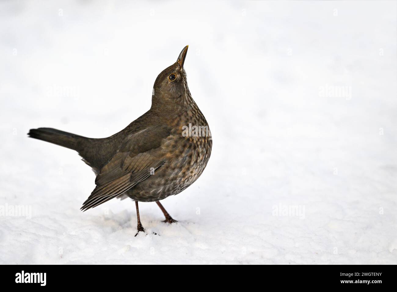 Blackbird sulla neve in inverno Foto Stock