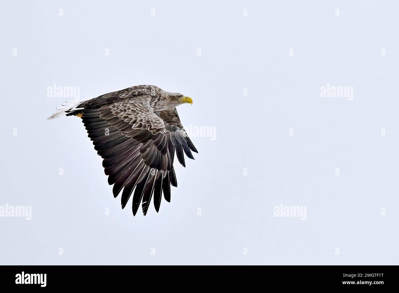 Aquila dalla coda bianca in piena oscillazione Foto Stock