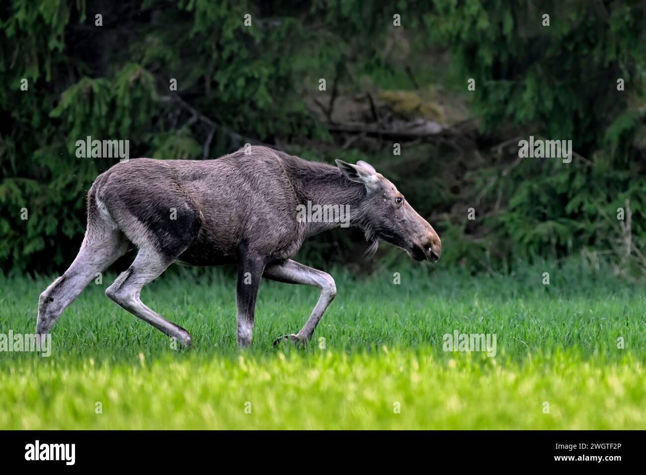 Moose aggravato in movimento Foto Stock