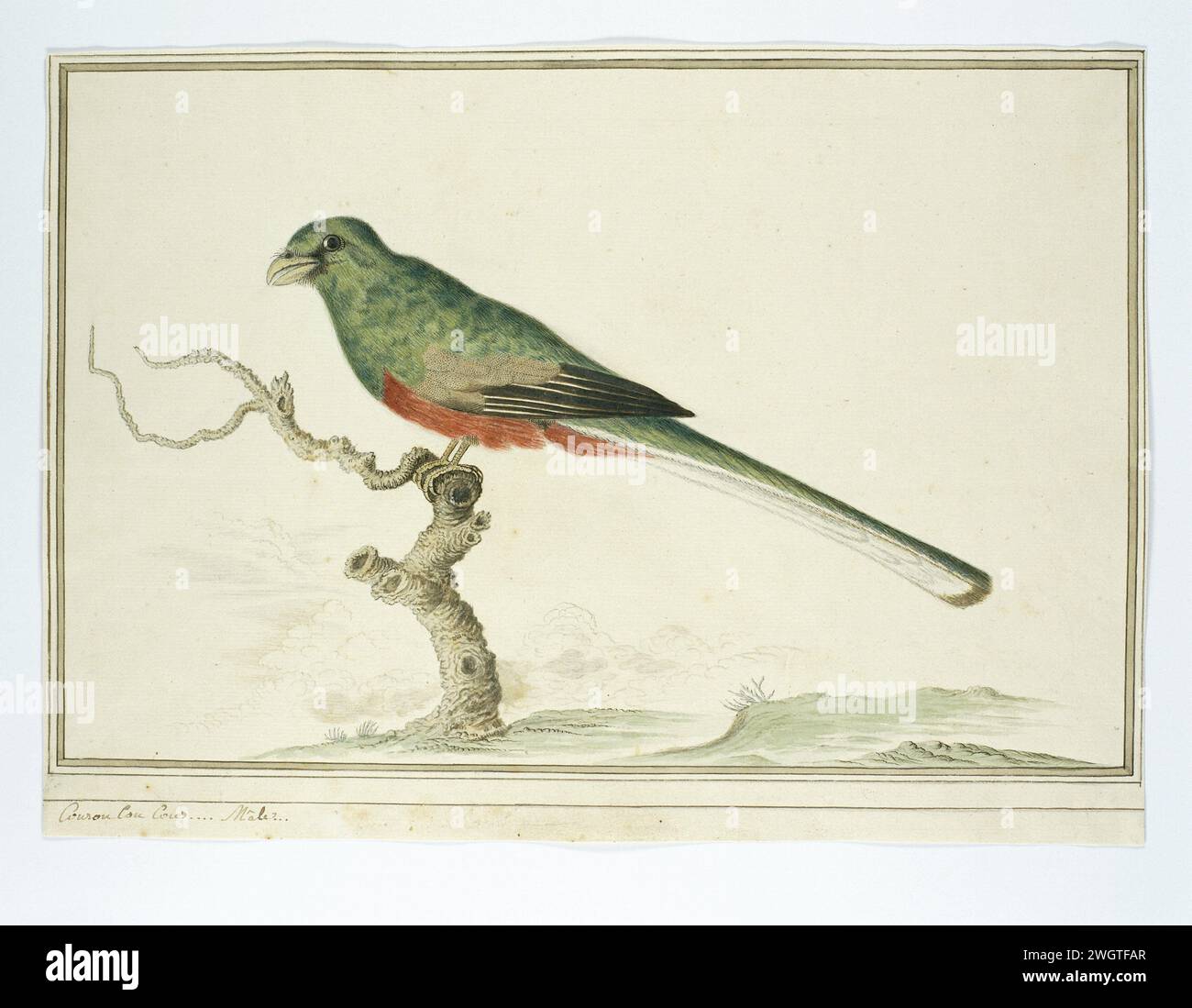 Apaloderma Narina (Narina Trogon), 1777 - 1786 Drawing Bird study: Bosloerie (Apaloderma Narina); The Little man. C'è solo un tipo di trogon presente nell'Africa meridionale. carta. vernice del ponte. inchiostro. acquerello (vernice). penna a matita/pennello Foto Stock Apaloderma Narina (Narina Trogon), 1777 - 1786 Drawing Bird study: Bosloerie (Apaloderma Narina); The Little man. C'è solo un tipo di trogon presente nell'Africa meridionale. carta. vernice del ponte. inchiostro. acquerello (vernice). penna a matita/pennello Foto Stock