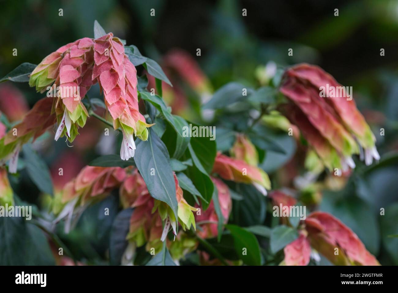 Justicia brandegeeana, Shrimp Plant, falso luppolo, bratti rosa, piccoli fiori bianchi tubulari Foto Stock