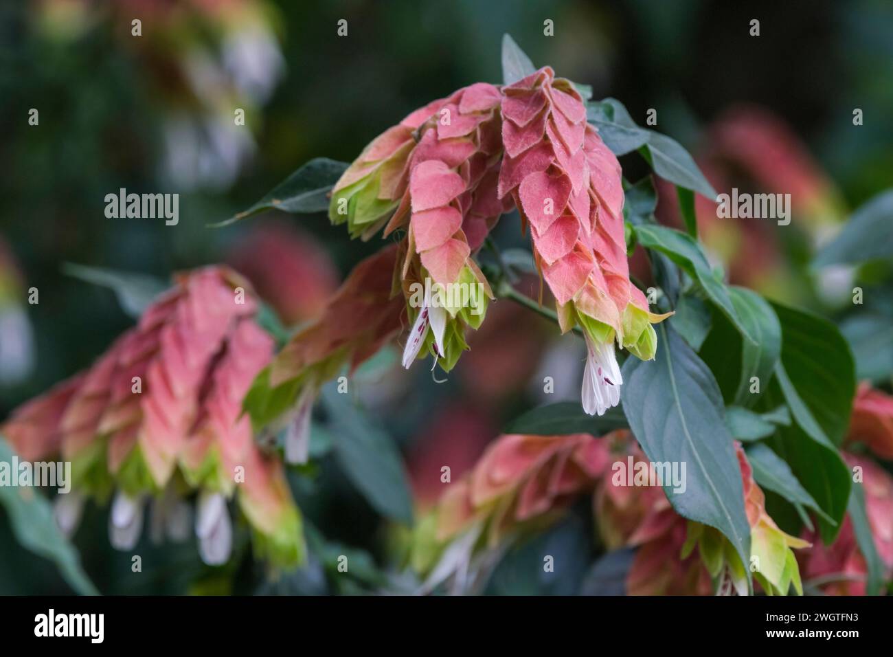 Justicia brandegeeana, Shrimp Plant, falso luppolo, bratti rosa, piccoli fiori bianchi tubulari Foto Stock