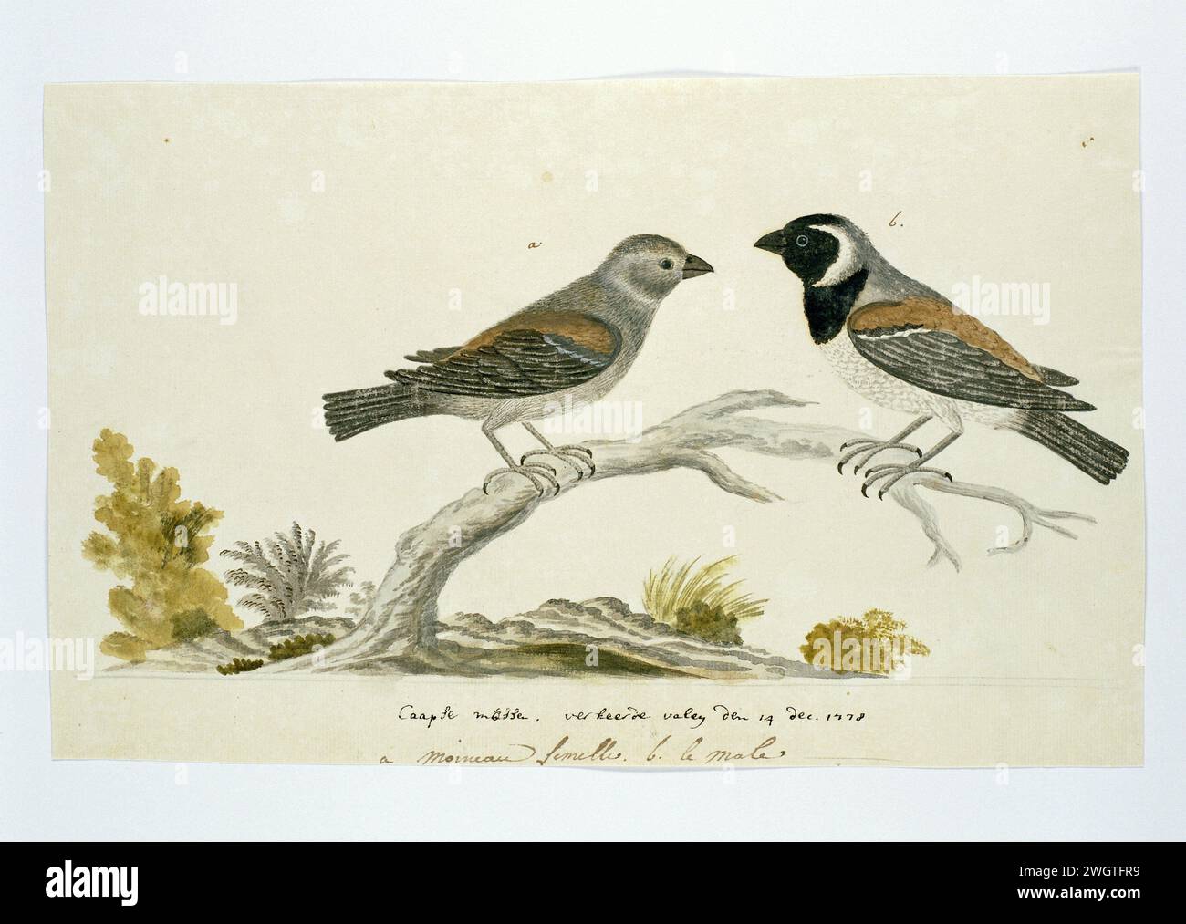 Passer melanurus (passero del mantello o mossie), 1778 Drawing Bird study: Two Cape Starlings (passer Melanurus), a sinistra la femmina, a destra il maschio. Lei chiama Gordon Cape Sparrows; Levaillant 'Moineau'. Carta occidentale. inchiostro. acquerello (vernice). matita. pennello/pennello con gesso Foto Stock Passer melanurus (passero del mantello o mossie), 1778 Drawing Bird study: Two Cape Starlings (passer Melanurus), a sinistra la femmina, a destra il maschio. Lei chiama Gordon Cape Sparrows; Levaillant 'Moineau'. Carta occidentale. inchiostro. acquerello (vernice). matita. pennello/pennello con gesso Foto Stock