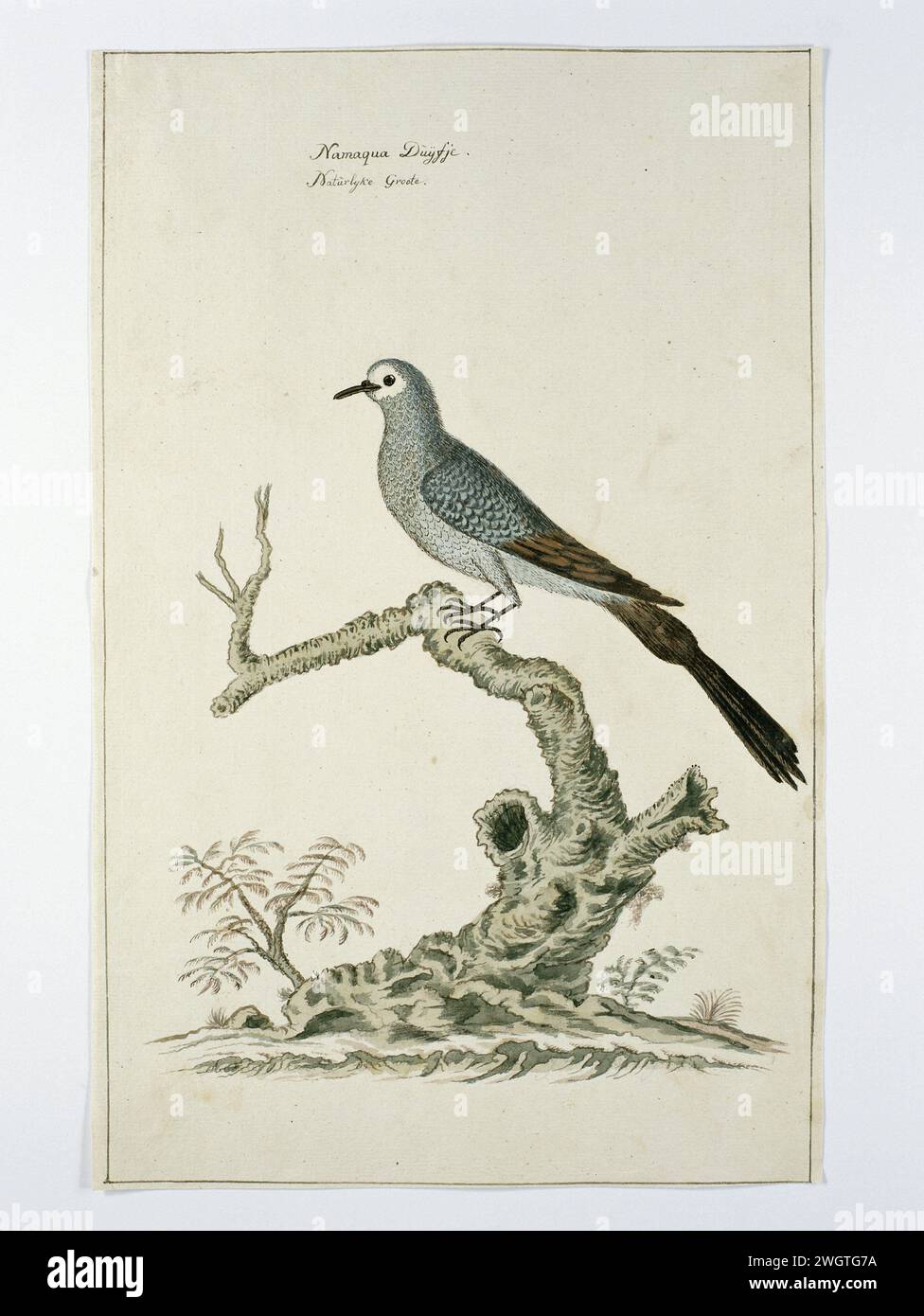 Oena Capensis (Namaqua Where), c. 1778 Drawing Bird Study: Namaqua Pigeon (Oena capensis), on true size. carta. inchiostro. matita. gesso. penna/pennello per acquerello Foto Stock Oena Capensis (Namaqua Where), c. 1778 Drawing Bird Study: Namaqua Pigeon (Oena capensis), on true size. carta. inchiostro. matita. gesso. penna/pennello per acquerello Foto Stock
