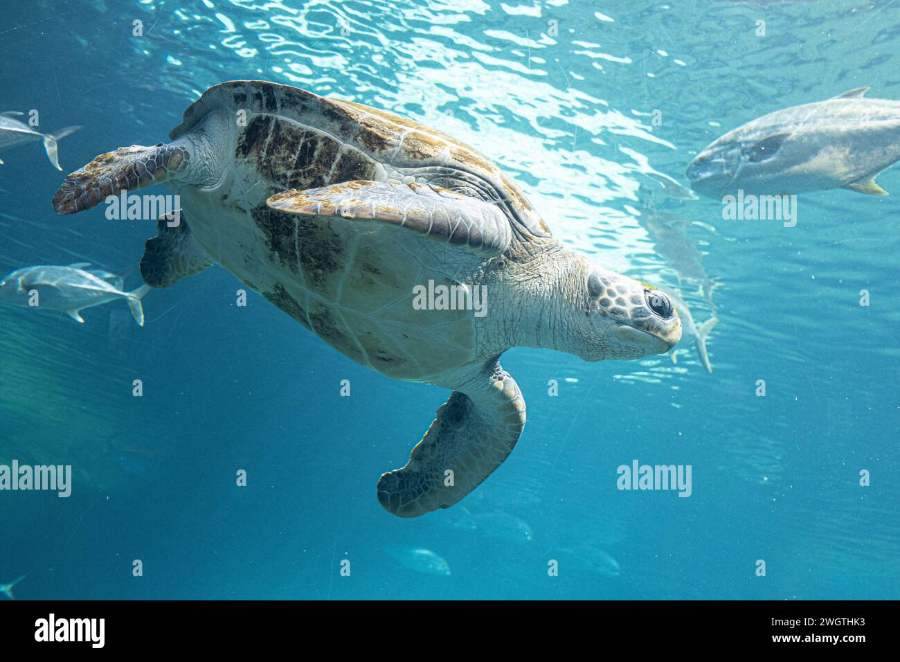 Tartaruga marina sott'acqua all'acquario di Durban Foto Stock