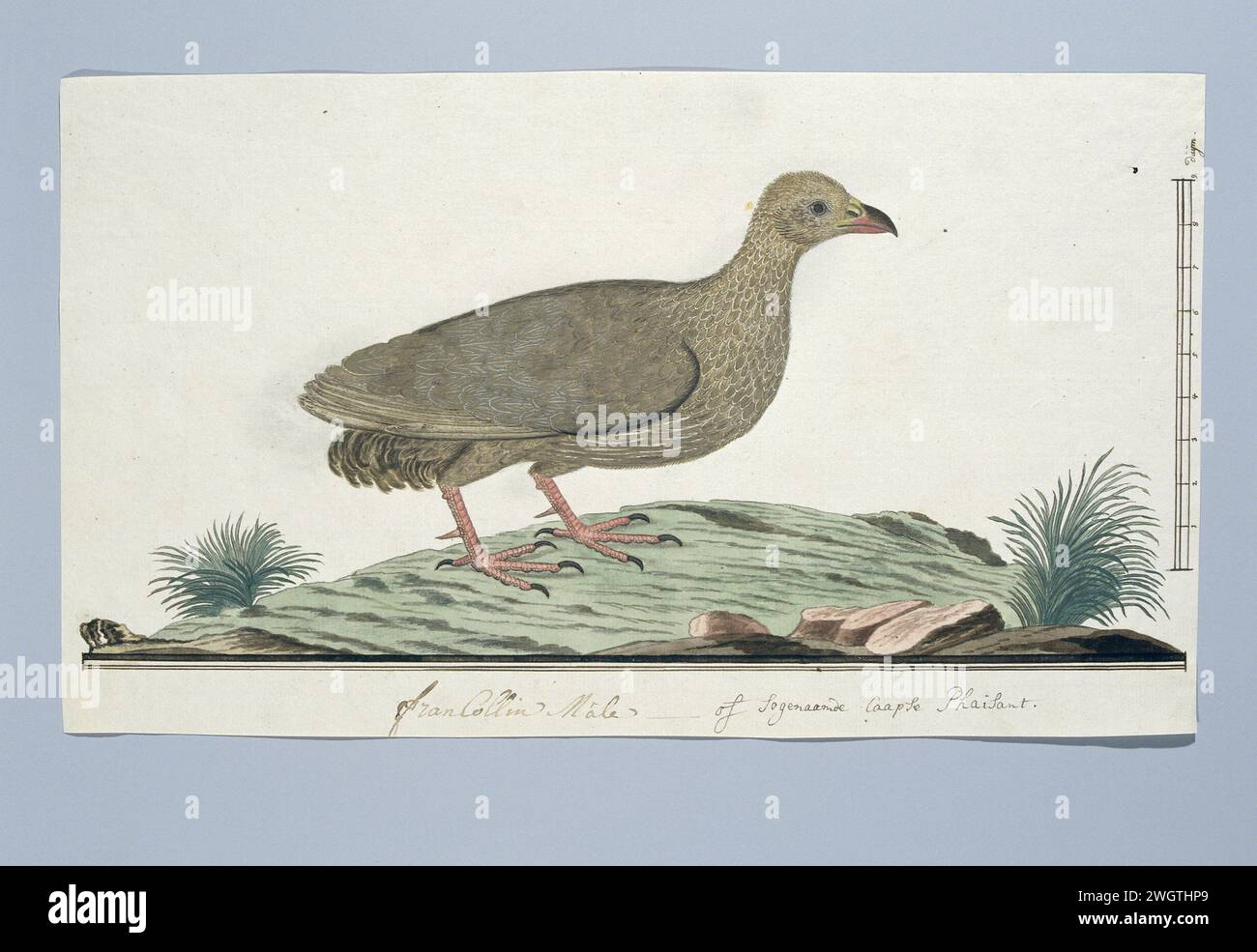 Francolinus capensis (Cape spurfowl o Cape francolin), c. 1778 Drawing Bird study: Cape Francolijn (Francolinus Capensis); con scala in pollici. carta. vernice del ponte. inchiostro. matita. gesso. pennarello ad acquerello (vernice)/pennello, e uccelli da corsa: fagiano Foto Stock Francolinus capensis (Cape spurfowl o Cape francolin), c. 1778 Drawing Bird study: Cape Francolijn (Francolinus Capensis); con scala in pollici. carta. vernice del ponte. inchiostro. matita. gesso. pennarello ad acquerello (vernice)/pennello, e uccelli da corsa: fagiano Foto Stock