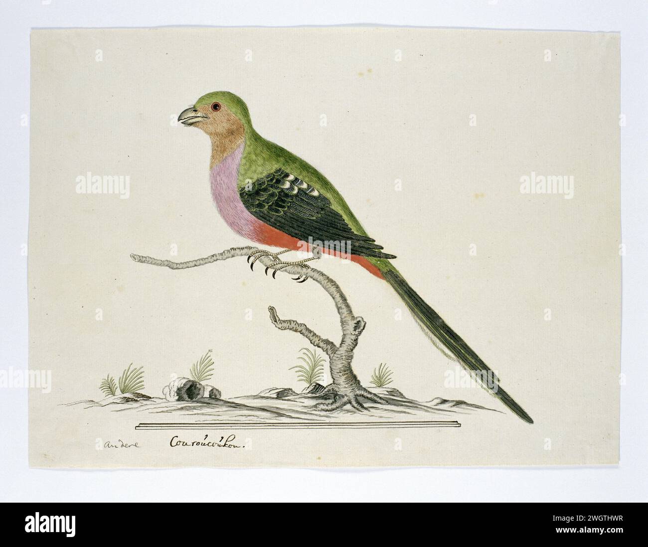 Apaloderma Narina (Narina Trogon), 1777 - 1786 Drawing Bird study: Bosloerie (Apaloderma Narina). Gordon lo chiama un'altra Couroucouc (K) OU, ma c'è solo una specie nell'Africa meridionale. carta. vernice del ponte. inchiostro. matita. gesso. penna/pennello per acquerello Foto Stock Apaloderma Narina (Narina Trogon), 1777 - 1786 Drawing Bird study: Bosloerie (Apaloderma Narina). Gordon lo chiama un'altra Couroucouc (K) OU, ma c'è solo una specie nell'Africa meridionale. carta. vernice del ponte. inchiostro. matita. gesso. penna/pennello per acquerello Foto Stock