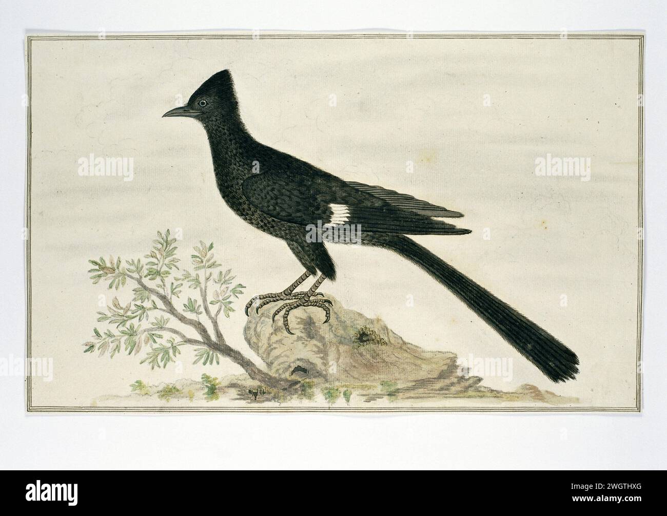 Clamator jacobinus (Jacobin cuckoo), 1777 - 1786 Drawing Bird study: New Year's Bird (Clamator Jacobinus) paper. vernice del ponte. inchiostro. matita. gesso. penna/pennello per acquerello Foto Stock Clamator jacobinus (Jacobin cuckoo), 1777 - 1786 Drawing Bird study: New Year's Bird (Clamator Jacobinus) paper. vernice del ponte. inchiostro. matita. gesso. penna/pennello per acquerello Foto Stock