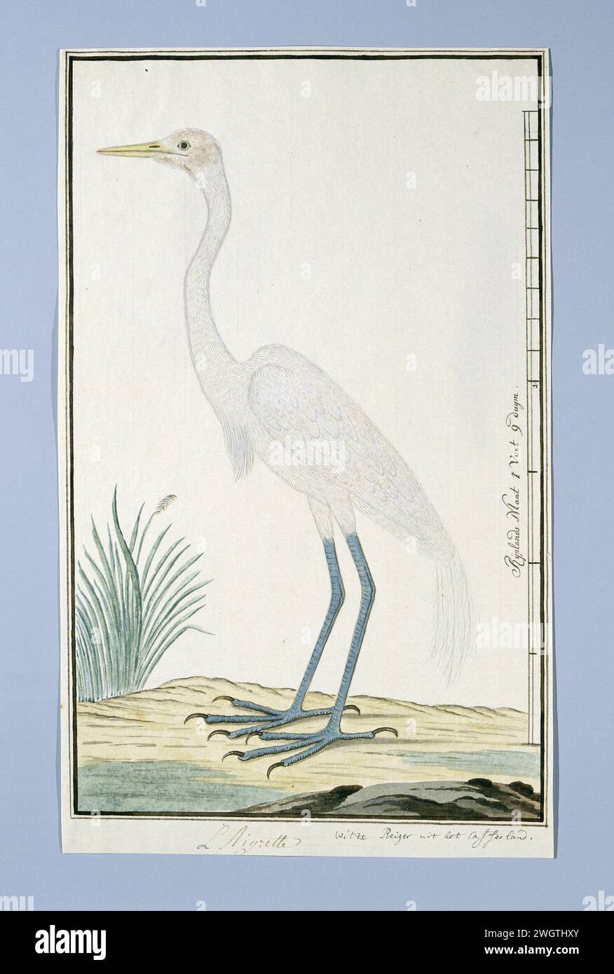 Ardea (Great Egret), 1777 - 1786 Drawing Bird study: Geelsnavelreiger (Egretta alba); con scala in Rijnlandse Maat. carta. inchiostro. matita. gesso. acquerello (vernice) penna/pennello per uccelli da spiaggia e uccelli da guado: heron Foto Stock Ardea (Great Egret), 1777 - 1786 Drawing Bird study: Geelsnavelreiger (Egretta alba); con scala in Rijnlandse Maat. carta. inchiostro. matita. gesso. acquerello (vernice) penna/pennello per uccelli da spiaggia e uccelli da guado: heron Foto Stock