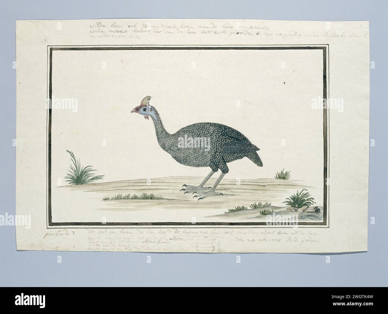 Numida Meleagris (Helmeted Guineafowl), 1778 Drawing Bird study: Tarental (Numida Meleagris); The Rooster. carta. vernice del ponte. inchiostro. acquerello (vernice). penna a matita/pennello Foto Stock Numida Meleagris (Helmeted Guineafowl), 1778 Drawing Bird study: Tarental (Numida Meleagris); The Rooster. carta. vernice del ponte. inchiostro. acquerello (vernice). penna a matita/pennello Foto Stock