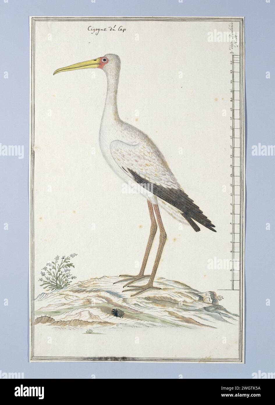 Mycteria ibis (cicogna a becco giallo o cicogna di legno), c. 1778 Studio sull'uccello da disegno: Nimmerzat (Mycteria ibis); con scala a Rijnlandse Maat. carta. inchiostro. matita. gesso. penna/pennello per acquerello Foto Stock Mycteria ibis (cicogna a becco giallo o cicogna di legno), c. 1778 Studio sull'uccello da disegno: Nimmerzat (Mycteria ibis); con scala a Rijnlandse Maat. carta. inchiostro. matita. gesso. penna/pennello per acquerello Foto Stock