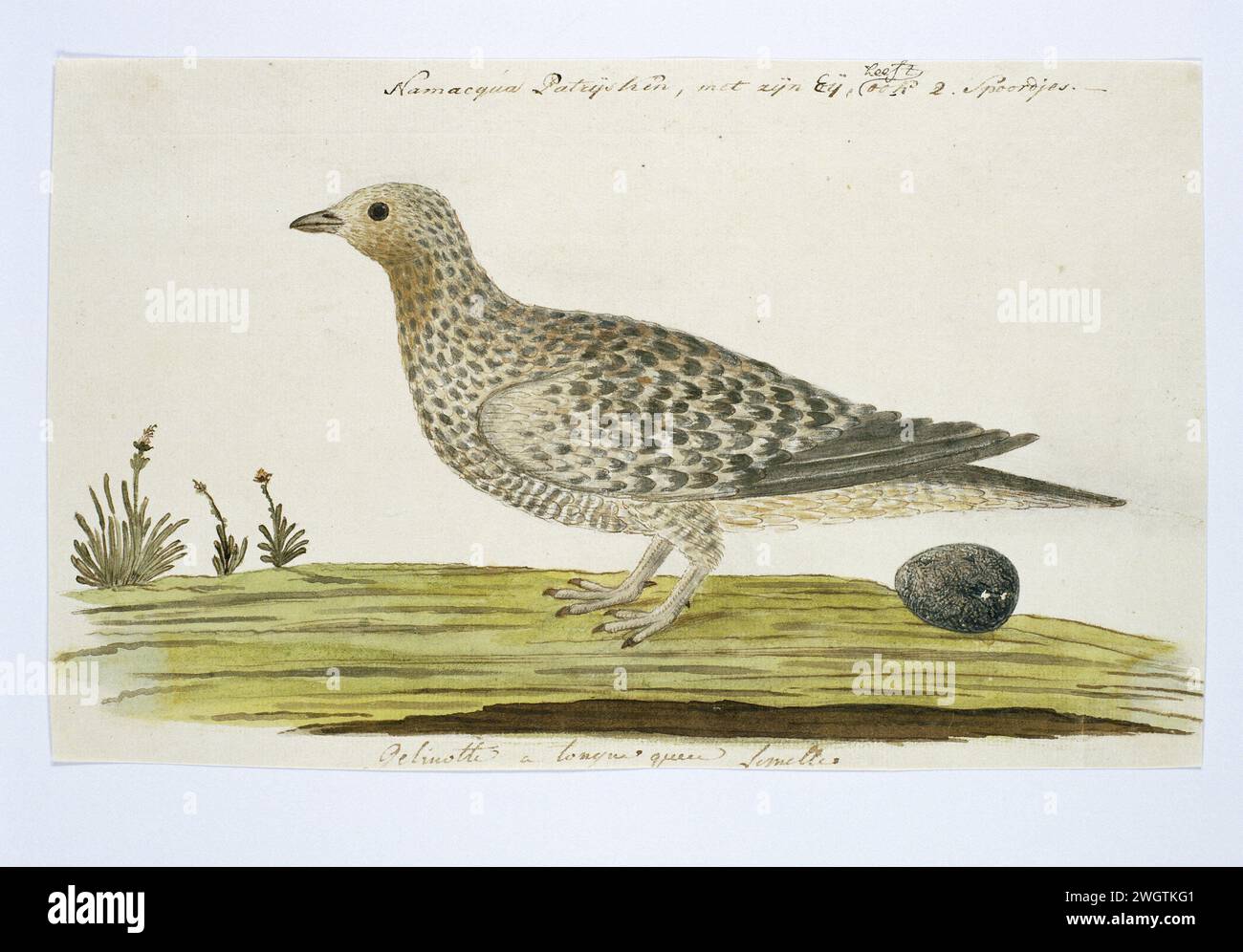 Pteroclurus namaqua (Namaqua sandgrouse), c. 1778 Drawing Bird studies: Namaqua Patrijs (Pterocles Namaqua), la gallina con un uovo; su scala. carta. vernice del ponte. inchiostro. matita. gesso. penna/pennello per acquerello Foto Stock Pteroclurus namaqua (Namaqua sandgrouse), c. 1778 Drawing Bird studies: Namaqua Patrijs (Pterocles Namaqua), la gallina con un uovo; su scala. carta. vernice del ponte. inchiostro. matita. gesso. penna/pennello per acquerello Foto Stock
