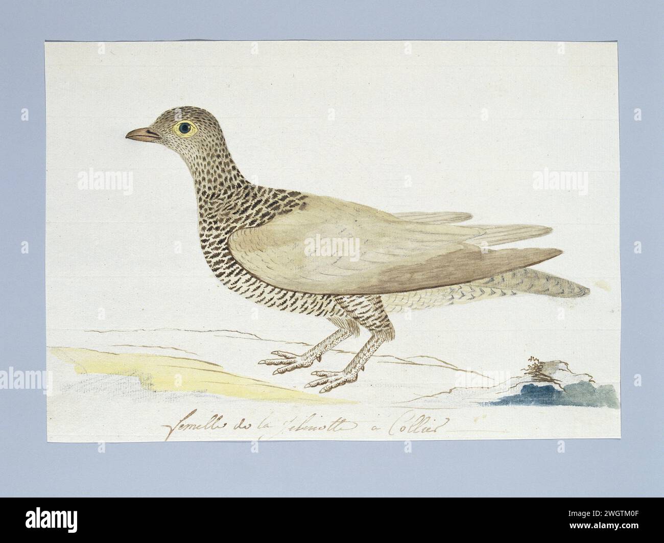 Pteroclurus bicinctus (sandgrouse a doppia banda), c. 1778 Drawing Bird study: Pterocles bicinctus (pterocles bicinctus); hennet paper. inchiostro. matita. gesso. penna/pennello per acquerello Foto Stock Pteroclurus bicinctus (sandgrouse a doppia banda), c. 1778 Drawing Bird study: Pterocles bicinctus (pterocles bicinctus); hennet paper. inchiostro. matita. gesso. penna/pennello per acquerello Foto Stock