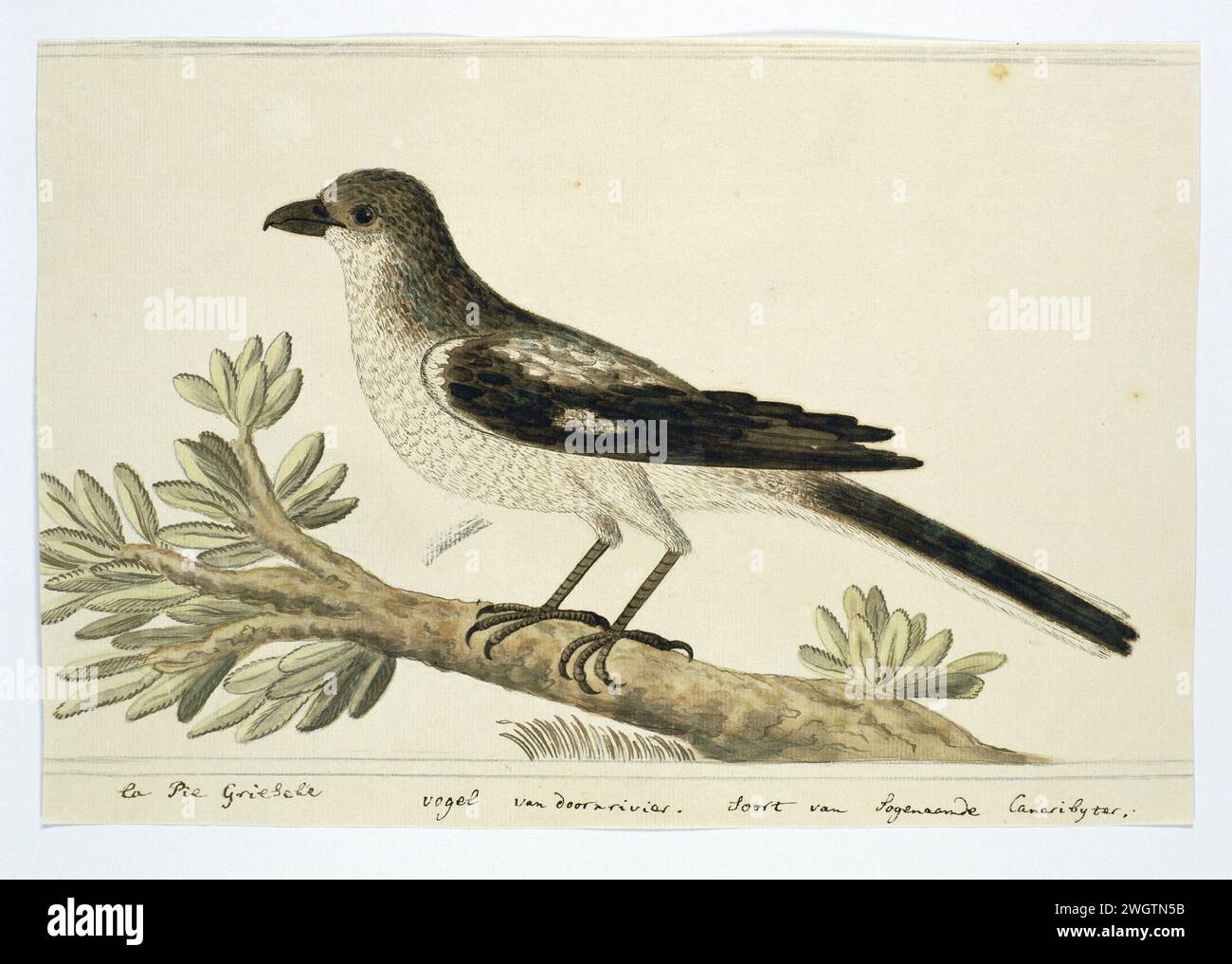 Fiskaal (I.anins collar), 1777 - 1786 Drawing Bird study: A Fiskaal (Lanius Collaris) from the Doornrivier, the cosiddetto Kanariebijter. carta. inchiostro. acquerello (vernice). matita. pennello/pennello con gesso Foto Stock Fiskaal (I.anins collar), 1777 - 1786 Drawing Bird study: A Fiskaal (Lanius Collaris) from the Doornrivier, the cosiddetto Kanariebijter. carta. inchiostro. acquerello (vernice). matita. pennello/pennello con gesso Foto Stock