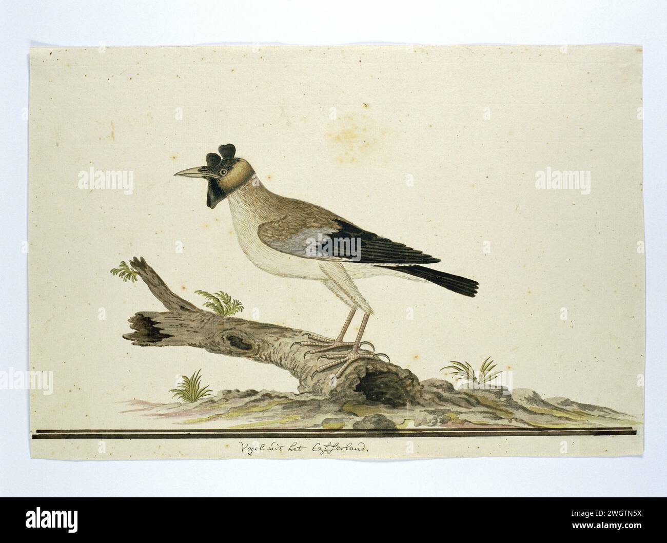 Creatophora cinerea (Wattled starling), 1777 - 1786 Drawing Bird studies: Lelchreeuw (Creatophora Cinerea): A male. carta. vernice del ponte. inchiostro. acquerello (vernice). penna a matita/pennello Foto Stock Creatophora cinerea (Wattled starling), 1777 - 1786 Drawing Bird studies: Lelchreeuw (Creatophora Cinerea): A male. carta. vernice del ponte. inchiostro. acquerello (vernice). penna a matita/pennello Foto Stock