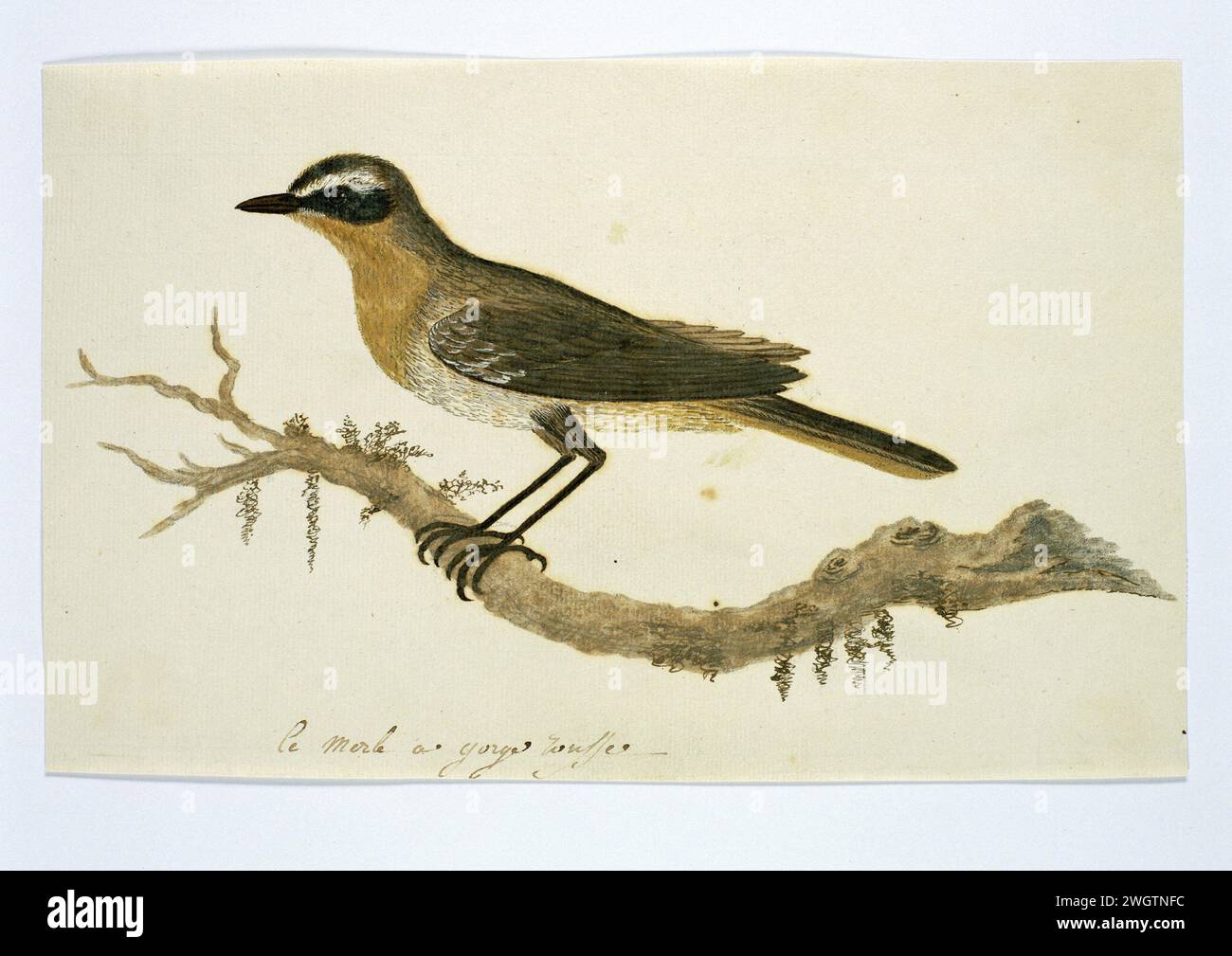 Cossypha caffra (Cape robin-chat), 1777 - 1786 Drawing Bird study: Cape robin (Cossypha Caffra), determinazione incerta, gli Heuglini non si verificano nel Caut Provincie sudoccidentale. carta. inchiostro. acquerello (vernice). matita. pennello/pennello con gesso Foto Stock Cossypha caffra (Cape robin-chat), 1777 - 1786 Drawing Bird study: Cape robin (Cossypha Caffra), determinazione incerta, gli Heuglini non si verificano nel Caut Provincie sudoccidentale. carta. inchiostro. acquerello (vernice). matita. pennello/pennello con gesso Foto Stock