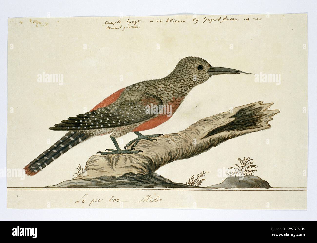 Geocolaptes olivaceus (picchio di terra), 1778 Drawing Bird study: Ground spech (Geocolaptes olivaceus), il maschio a grandezza naturale. carta. vernice del ponte. inchiostro. acquerello (vernice). penna a matita/pennello Foto Stock Geocolaptes olivaceus (picchio di terra), 1778 Drawing Bird study: Ground spech (Geocolaptes olivaceus), il maschio a grandezza naturale. carta. vernice del ponte. inchiostro. acquerello (vernice). penna a matita/pennello Foto Stock