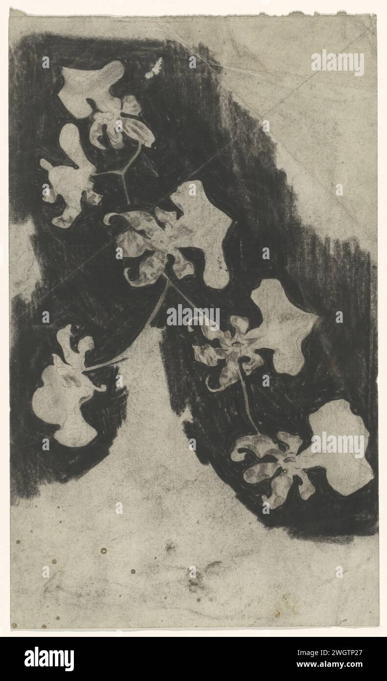 Tak Orchideeën, Carel Adolph Lion Cachet, 1874 - 1945 carta da disegno. fiori: orchidea Foto Stock