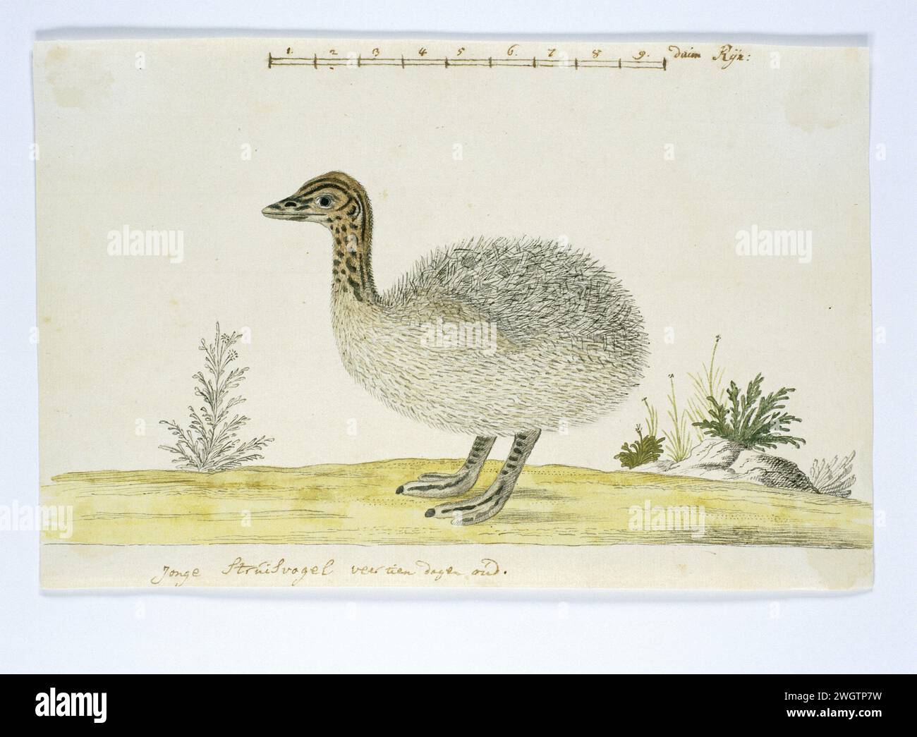 Struthio Camel (struzzo comune), 1777 - 1786 Drawing Bird study: Young struthio Camelus, 14 giorni; con scala in Rijnlandse Thumb. Le uova vengono schiuse dal maschio, dopo 6-8 settimane appare il giovane. carta. inchiostro. matita. gesso. pennarello ad acquerello (vernice)/pennello e uccelli da corsa: struzzo Foto Stock Struthio Camel (struzzo comune), 1777 - 1786 Drawing Bird study: Young struthio Camelus, 14 giorni; con scala in Rijnlandse Thumb. Le uova vengono schiuse dal maschio, dopo 6-8 settimane appare il giovane. carta. inchiostro. matita. gesso. pennarello ad acquerello (vernice)/pennello e uccelli da corsa: struzzo Foto Stock