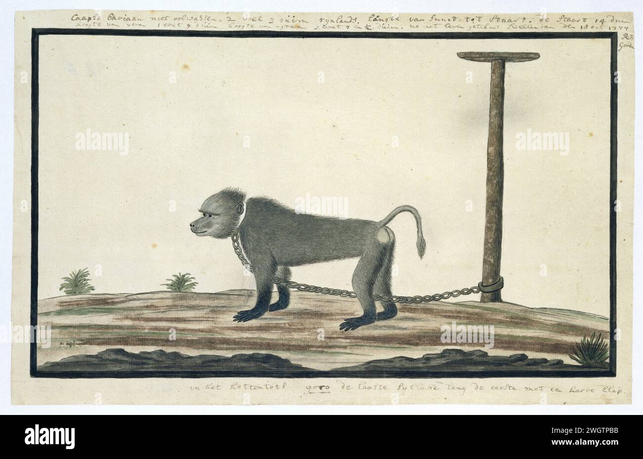 Papio Ursinus (Chacma Baboon), 1777 disegno carta Swellendam. inchiostro. acquerello (vernice). matita. pennello/pennello con gesso Foto Stock