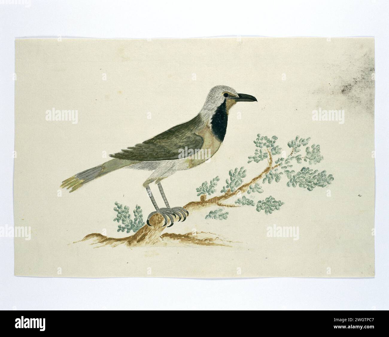 Telephorus zeylonus (bokmakierie), c. 1778 Drawing Vogel Study: Bokmakierie clawlier or strangling bird (Telophorus Zeylonus). carta. inchiostro. acquerello (vernice). matita. pennello/pennello con gesso Foto Stock Telephorus zeylonus (bokmakierie), c. 1778 Drawing Vogel Study: Bokmakierie clawlier or strangling bird (Telophorus Zeylonus). carta. inchiostro. acquerello (vernice). matita. pennello/pennello con gesso Foto Stock
