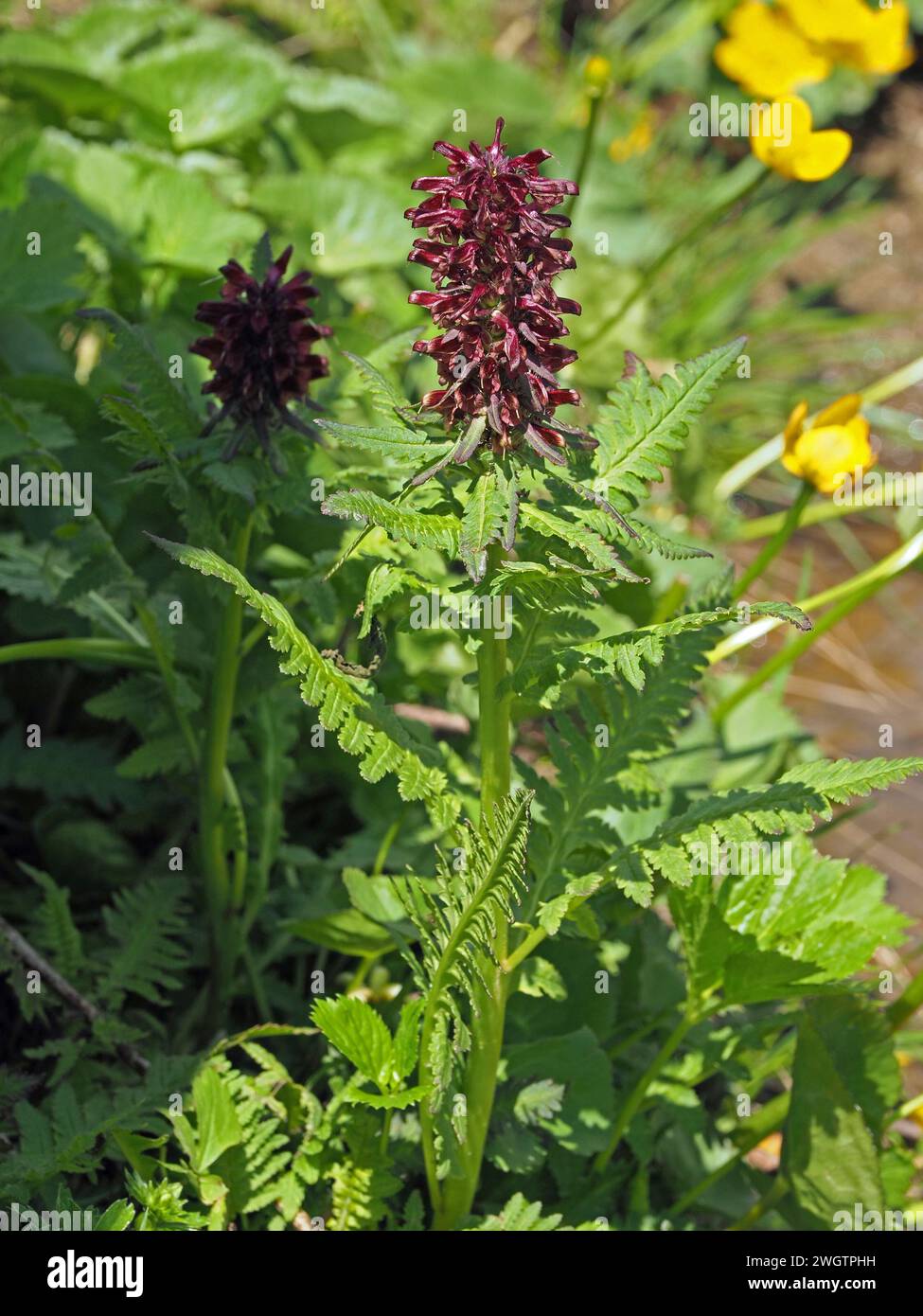Fioritura di fiori rossi scuri di Pedicularis recutita, Beakless Red Lousewort, che cresce nel prato umido delle Alpi italiane, Italia, Europa Foto Stock