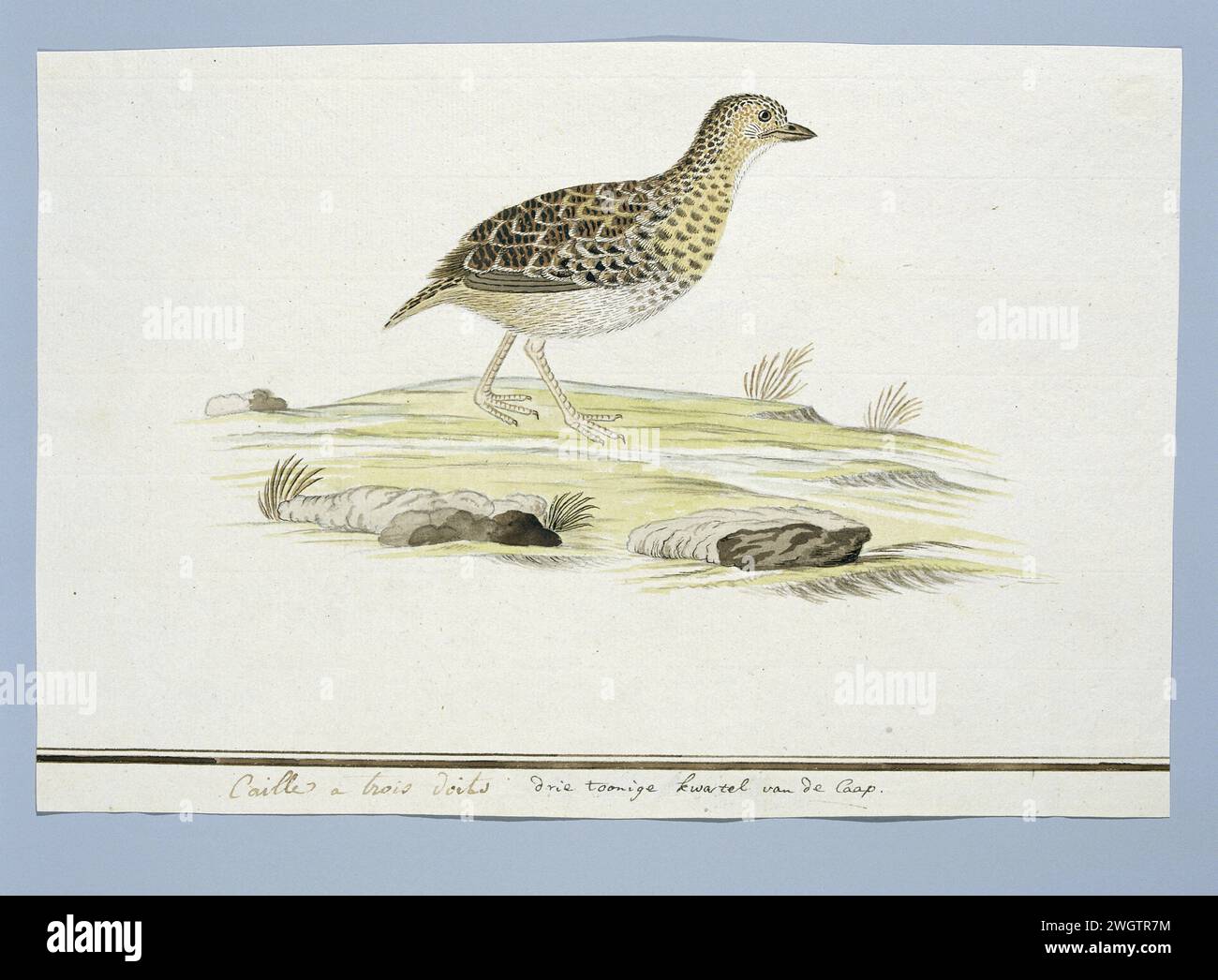 Turnix hottentotta (Hottentot buttonquail), c. 1778 Drawing Bird study: Vechtkwartel (Turnix Hottentotta). La caratteristica più importante, secondo Gorden, è l'assenza di una quarta punta, o pista. carta. vernice del ponte. inchiostro. matita. gesso. penna/pennello per acquerello Foto Stock Turnix hottentotta (Hottentot buttonquail), c. 1778 Drawing Bird study: Vechtkwartel (Turnix Hottentotta). La caratteristica più importante, secondo Gorden, è l'assenza di una quarta punta, o pista. carta. vernice del ponte. inchiostro. matita. gesso. penna/pennello per acquerello Foto Stock