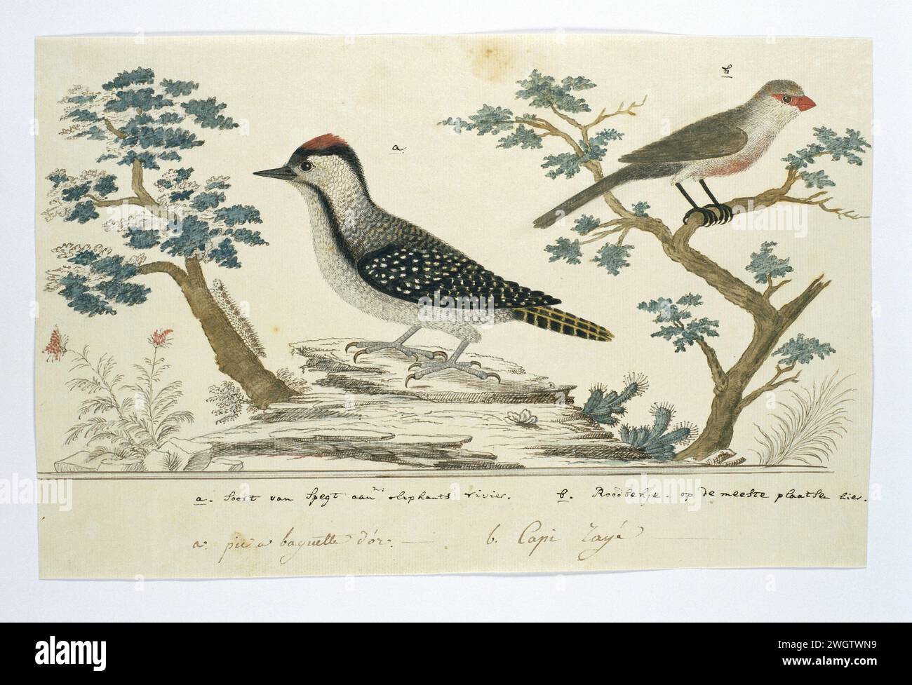 Dendropicos fuscescens (cardinale picchio) e Estrilda astrild (comune paglietta), 1777 - 1786 disegno studio uccello: A sinistra un centro termale cardinale (dendropicos fussecenscens) e a destra un St Helenafazantje (Ellilda Astrild). Gordon chiama il fagiano "Redbekje". carta. inchiostro. acquerello (vernice). matita. pennello/pennello con gesso Foto Stock Dendropicos fuscescens (cardinale picchio) e Estrilda astrild (comune paglietta), 1777 - 1786 disegno studio uccello: A sinistra un centro termale cardinale (dendropicos fussecenscens) e a destra un St Helenafazantje (Ellilda Astrild). Gordon chiama il fagiano "Redbekje". carta. inchiostro. acquerello (vernice). matita. pennello/pennello con gesso Foto Stock