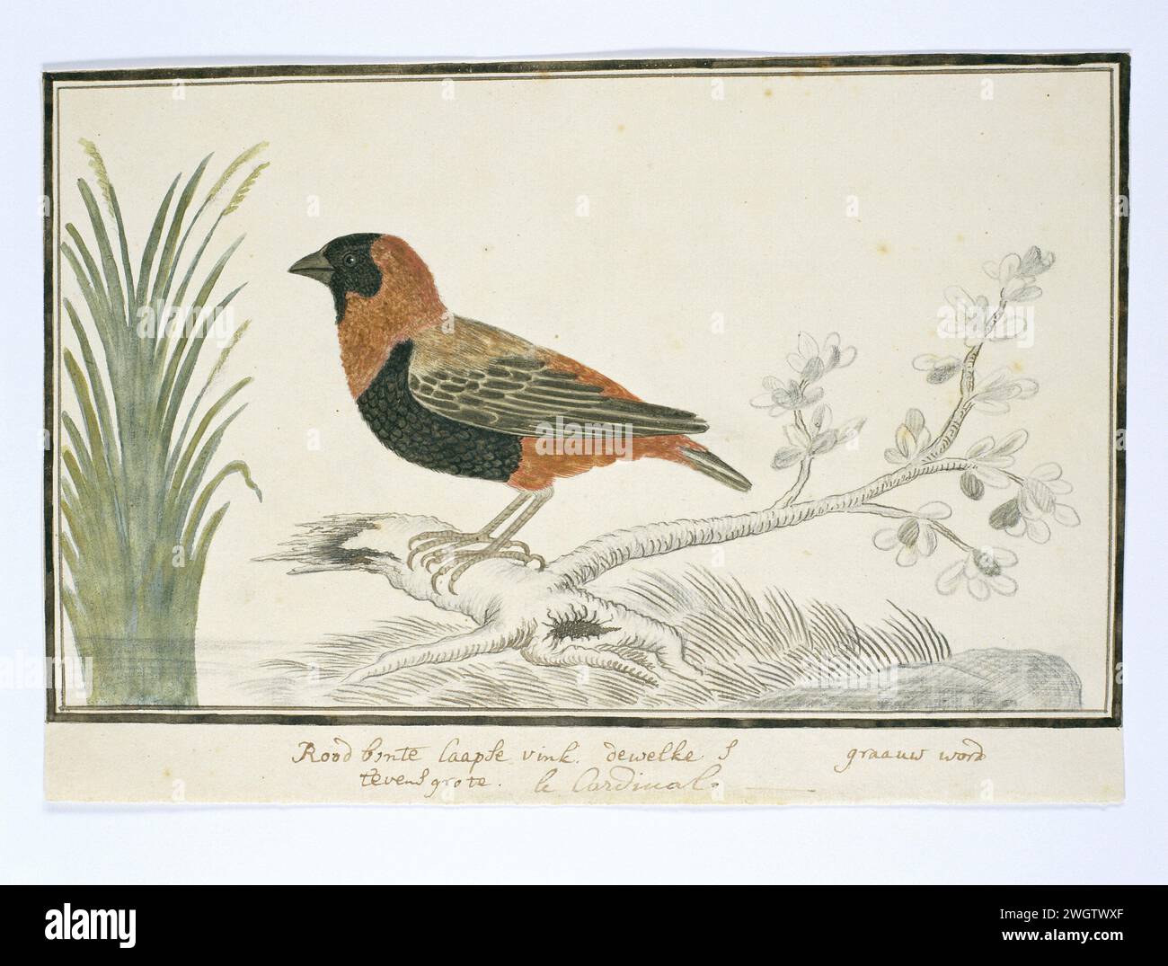Euplectes orix (vescovo rosso del sud), 1777 - 1786 Drawing Vogel Study: Cardinal Finch (EupleCtes orix), o Roodbonte Cape Vink, su dimensioni reali. Appartiene ai weaver Birds. carta. inchiostro. acquerello (vernice). matita. pennello/pennello con gesso Foto Stock Euplectes orix (vescovo rosso del sud), 1777 - 1786 Drawing Vogel Study: Cardinal Finch (EupleCtes orix), o Roodbonte Cape Vink, su dimensioni reali. Appartiene ai weaver Birds. carta. inchiostro. acquerello (vernice). matita. pennello/pennello con gesso Foto Stock