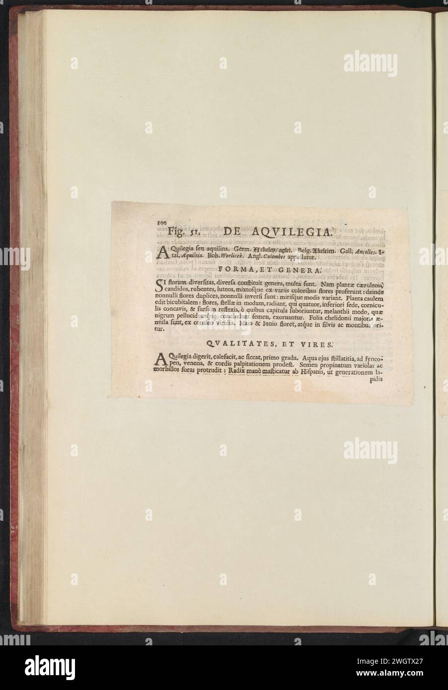 Fig. 51 "l'Aqvilegia" nel Boodts Herbarium del 1640, Anselmus Boëtius de Boodt, 1640 foglio di testo Beschrijving bij Fig. 51 op p. 100: Anselmo Boë de Boot I.C. Brugensis & Rodolphi 2. Imp. Roman. Medici dalle camere da letto di fiori, erbe e frutti di icone selettive, e la forza dei più sconosciuti. Onderdeel van het album met Bladen en platen Shipped de Boodts Herbarium van 1640. Het twaalfde van twaalf album met Aquarellen van dieren, vogels en planten bekend Rond 1600, gemaakt in Opdracht van Keizer Rudolf 2. Carta usata. inchiostro stampa letterpress Foto Stock