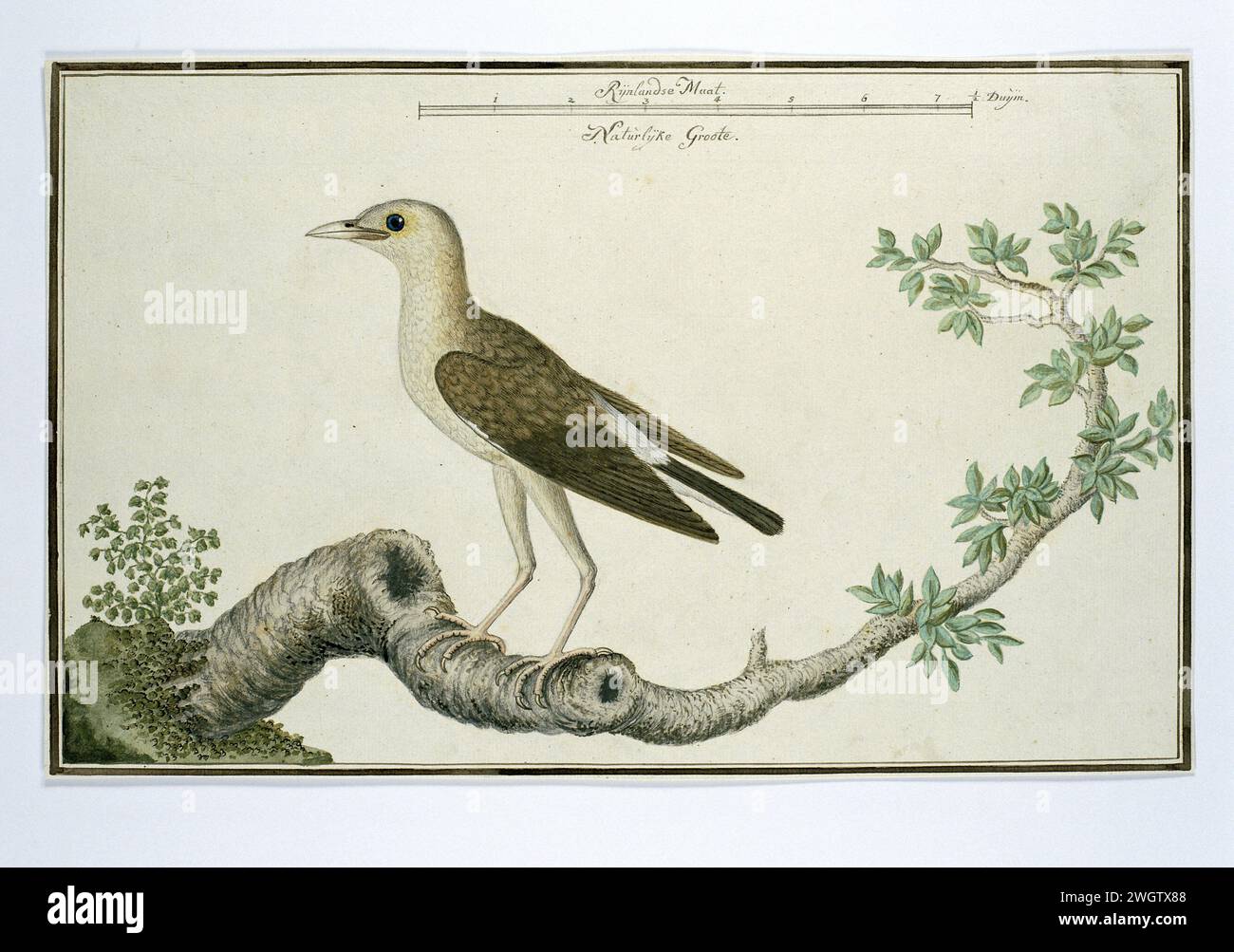 Creatophora cinerea (Wattled starling), 1777 - 1786 Drawing Bird study: Lelchreeuw (Creatophora Cinerea), in full size; con scala in Rijnlandse Maat. carta. vernice del ponte. inchiostro. acquerello (vernice). penna a matita/pennello Foto Stock Creatophora cinerea (Wattled starling), 1777 - 1786 Drawing Bird study: Lelchreeuw (Creatophora Cinerea), in full size; con scala in Rijnlandse Maat. carta. vernice del ponte. inchiostro. acquerello (vernice). penna a matita/pennello Foto Stock