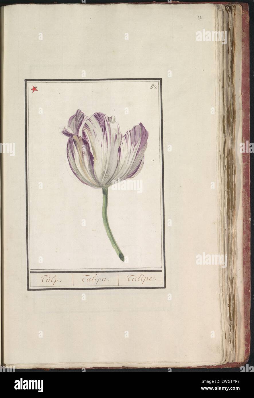 Tulp (fuoco), anonimo, 1790 - 1814 disegnando tulipano viola-bianco. Numerato in alto a destra: 52. In alto a sinistra contrassegnato da un asterisco rosso. Parte del primo album con disegni di fiori e piante. Ottavo di dodici album con disegni di animali, uccelli e piante conosciuti intorno al 1600, realizzati per conto dell'imperatore Rodolfo II Con spiegazione in olandese, latino e francese. Carta dei Paesi Bassi meridionali. acquerello (vernice). vernice del ponte. pennello a matita per fiori: tulipani Foto Stock