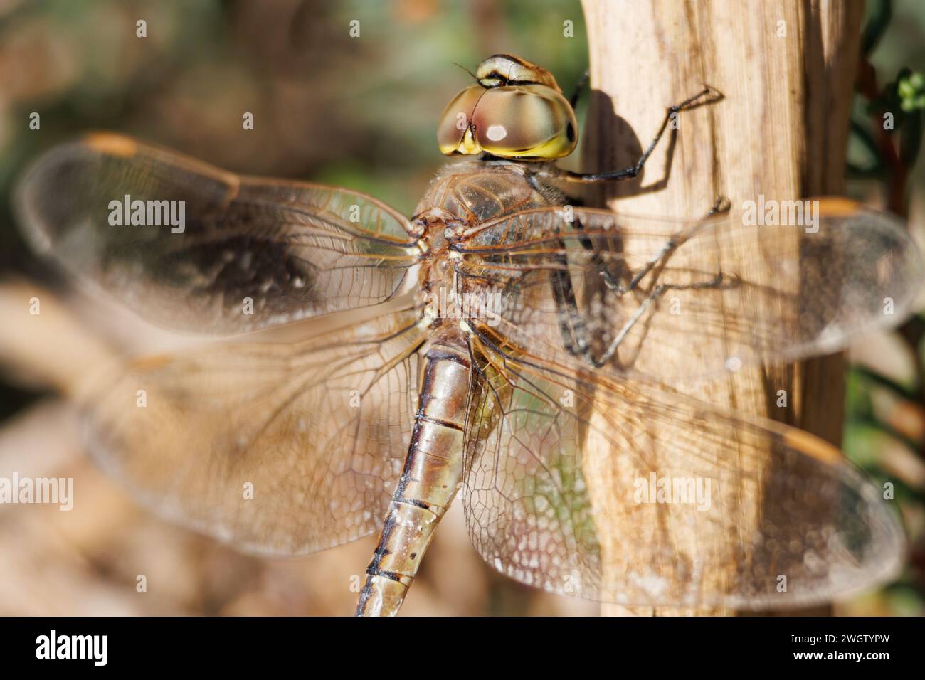 Ephippiger di Dragonfly Anax arroccato su un ramo d'erba nel parco naturale di El Hondo, Spagna Foto Stock