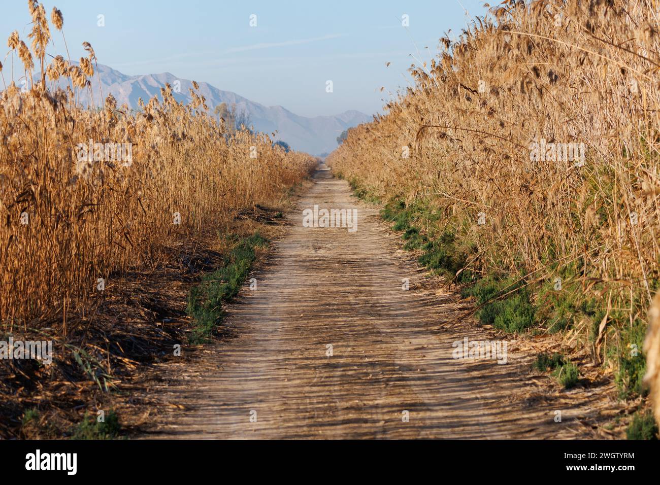 Percorso in inverno verso la porta di accesso sud agli osservatori del parco naturale El Hondo a Elche e Crevillente, Spagna Foto Stock