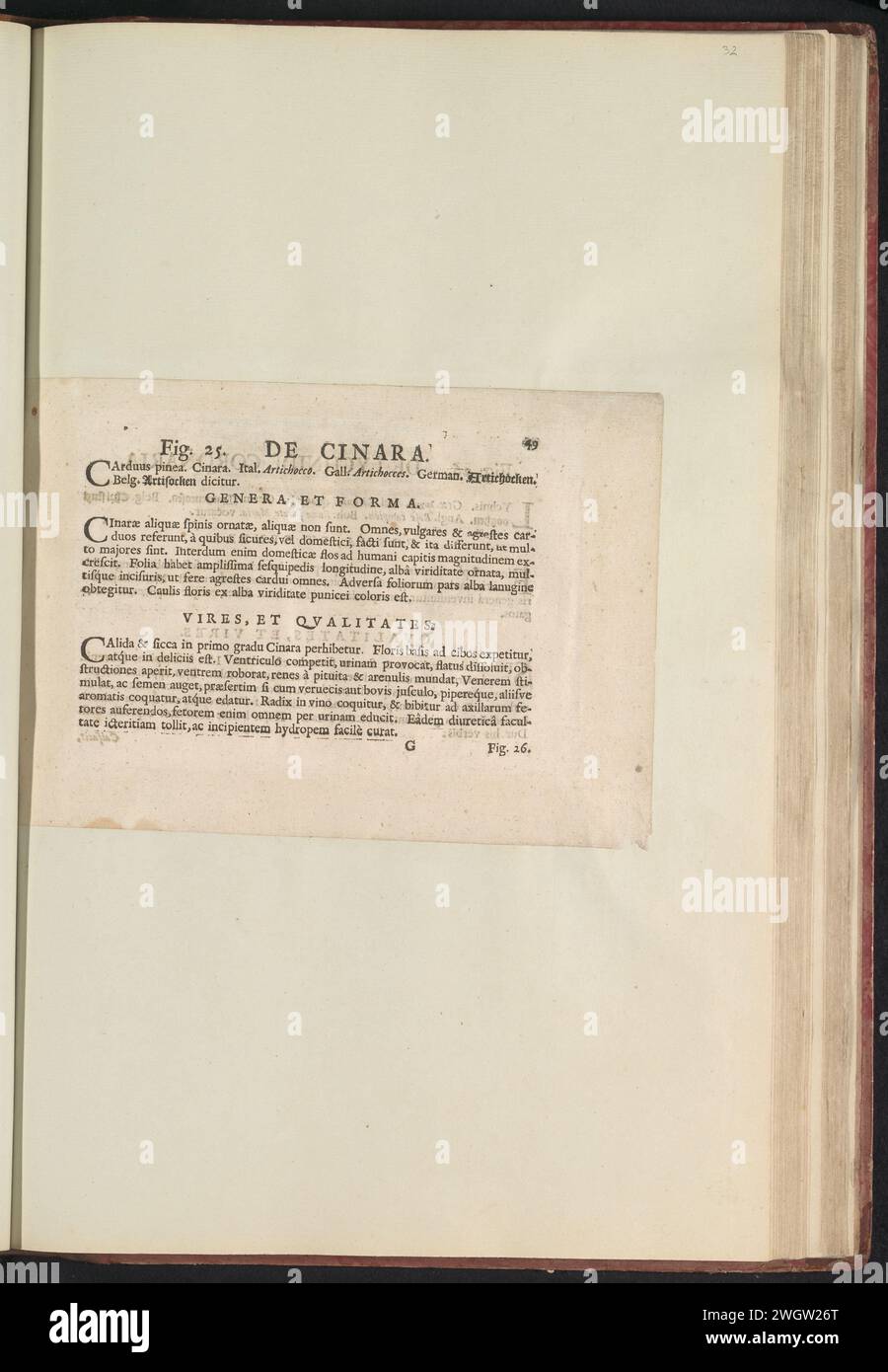 Fig. 25 "De Cinara" nel Boodts Herbarium del 1640, Anselmus Boëtius de Boodt, 1640 foglio di testo Beschrijving bij Fig. OPP 25. 49 poll.: Anselm Boë de Boot I.C. Brugensis & Rodolphi 2. Imp. Roman. Medici dalle camere da letto di fiori, erbe e frutti di icone selettive, e la forza dei più sconosciuti. Onderdeel van het album met Bladen en platen Shipped de Boodts Herbarium van 1640. Het twaalfde van twaalf album met Aquarellen van dieren, vogels en planten bekend Rond 1600, gemaakt in Opdracht van Keizer Rudolf 2. Carta usata. inchiostro stampa letterpress Foto Stock