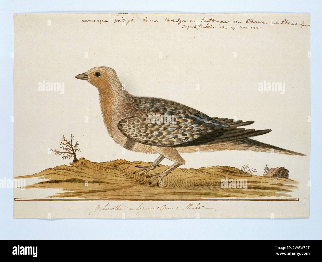 Pteroclurus namaqua (Namaqua sandgrouse), 1778 Drawing Bird study: Namaqua Patrijs (Pterocles Namaqua), Het Haantje; on scale. carta. vernice del ponte. inchiostro. matita. gesso. penna/pennello per acquerello Foto Stock Pteroclurus namaqua (Namaqua sandgrouse), 1778 Drawing Bird study: Namaqua Patrijs (Pterocles Namaqua), Het Haantje; on scale. carta. vernice del ponte. inchiostro. matita. gesso. penna/pennello per acquerello Foto Stock